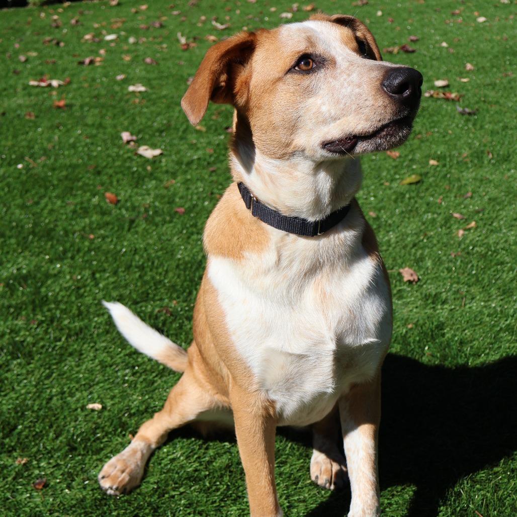 Enlarge Maddie, a Adoptable Mixed Breed in Saint Charles, MO image 1/6