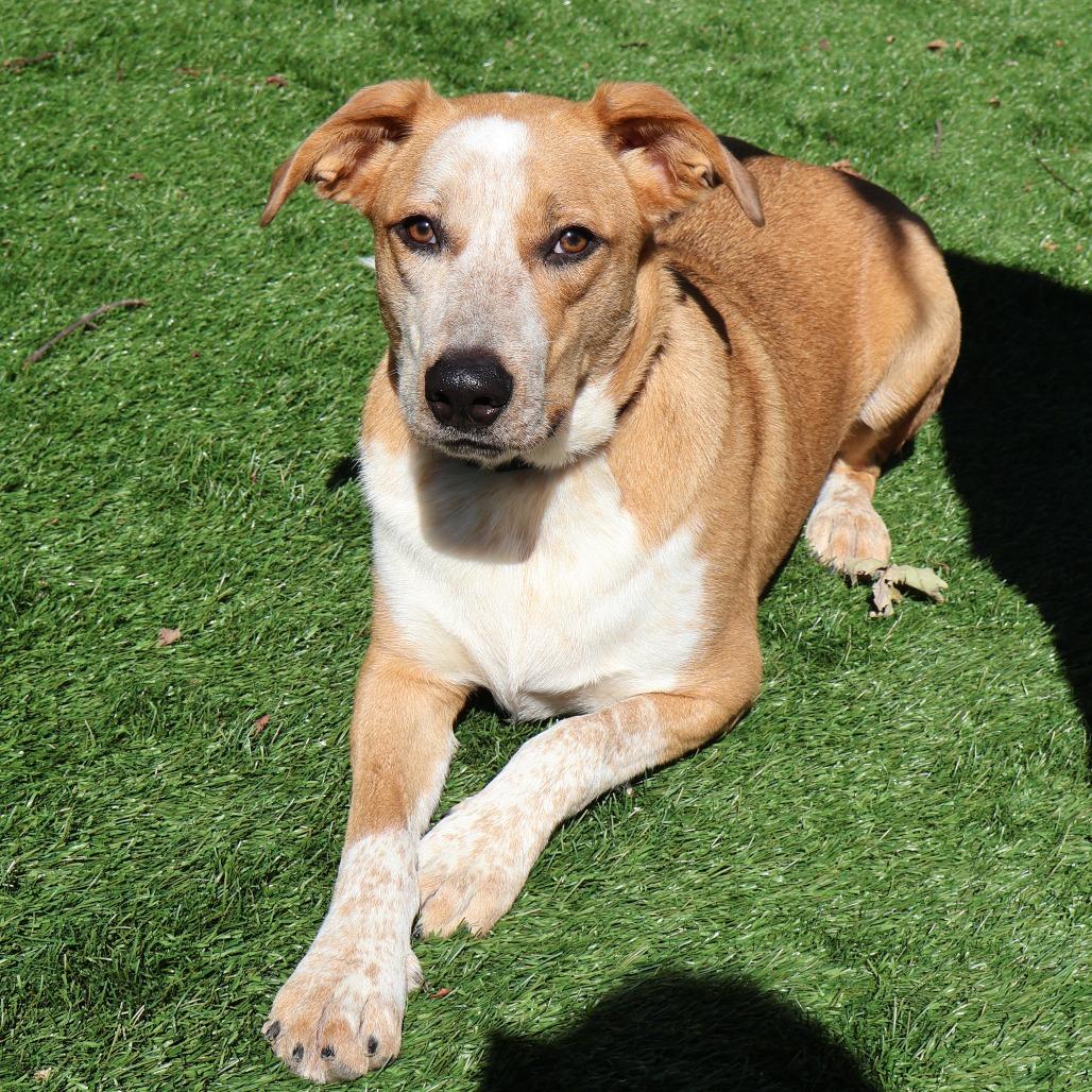 Enlarge Maddie, a Adoptable Mixed Breed in Saint Charles, MO image 2/6
