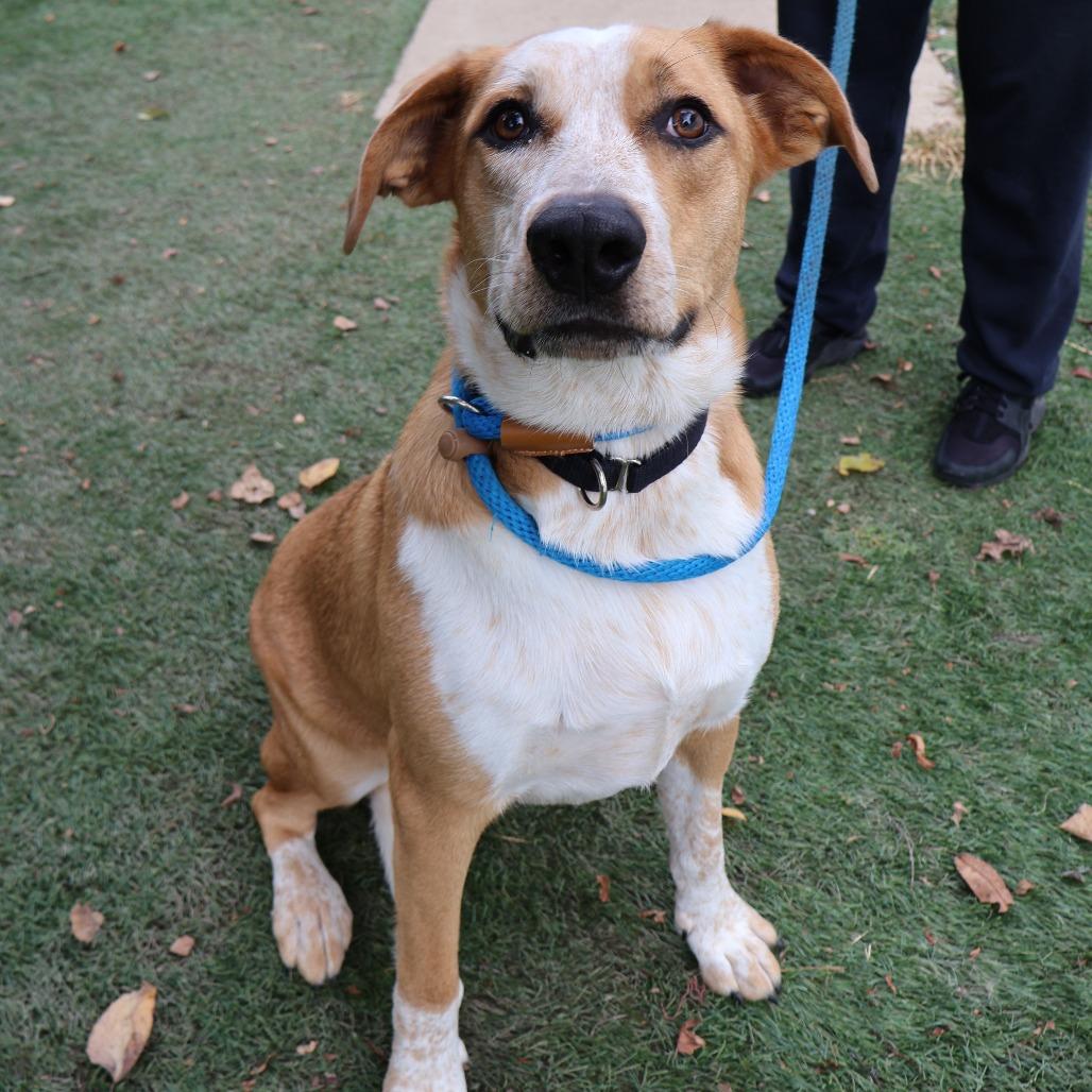 Enlarge Maddie, a Adoptable Mixed Breed in Saint Charles, MO image 3/6