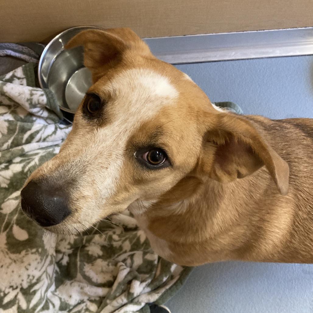 Enlarge Maddie, a Adoptable Mixed Breed in Saint Charles, MO image 4/6