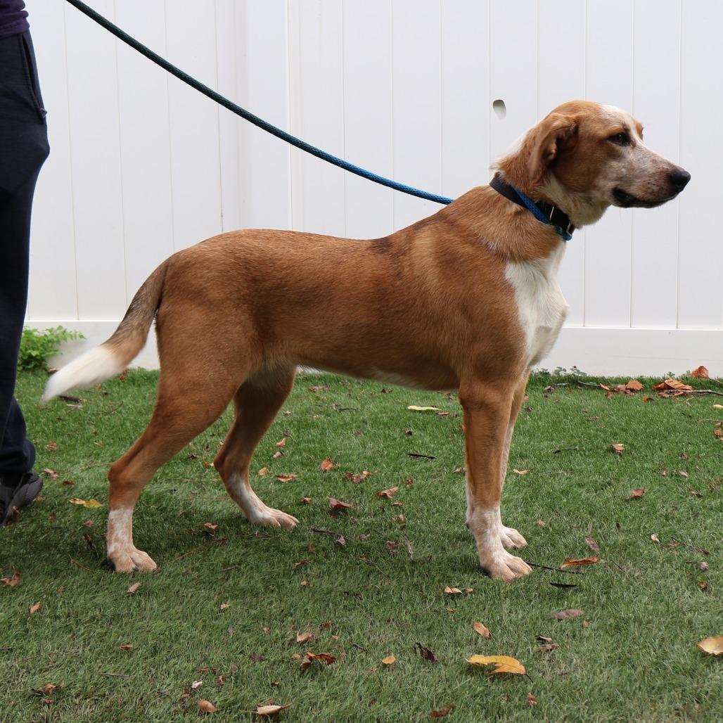 Enlarge Maddie, a Adoptable Mixed Breed in Saint Charles, MO image 5/6