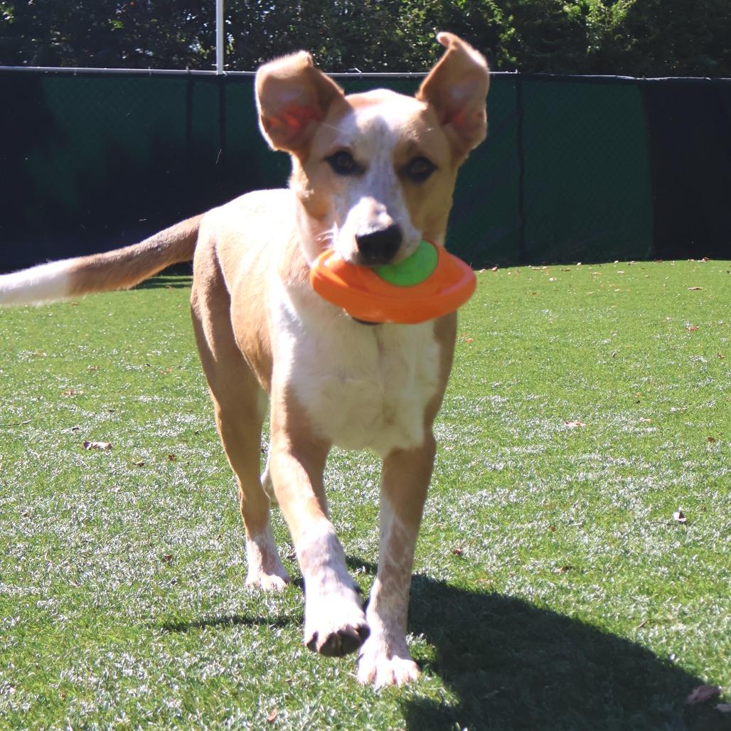 Enlarge Maddie, a Adoptable Mixed Breed in Saint Charles, MO image 6/6
