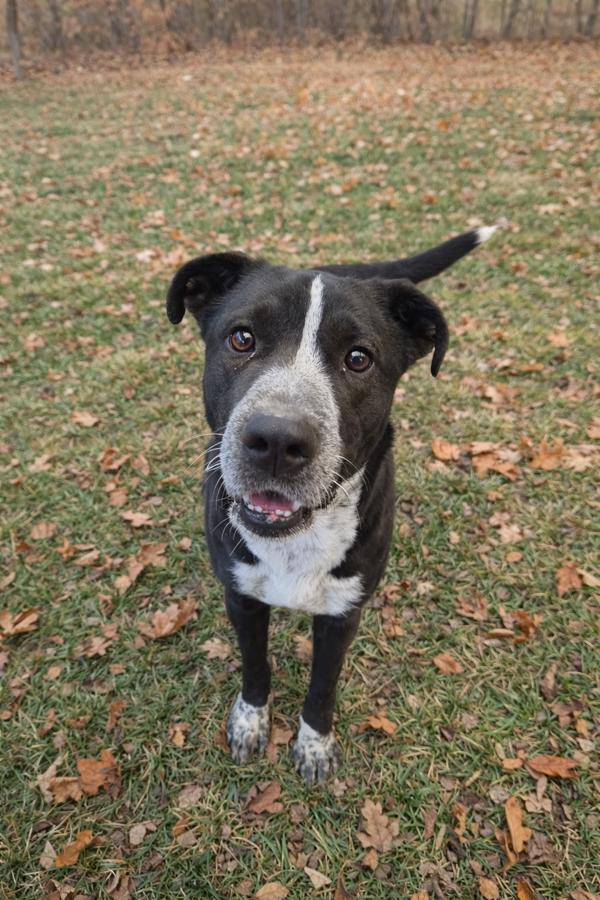 Annee, Adoptable, Young Female Labrador Retriever & Australian Cattle Dog / Blue Heeler.