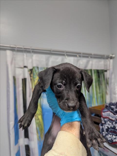 YONDU, Adoptable, Puppy Female Chihuahua & Mixed Breed.
