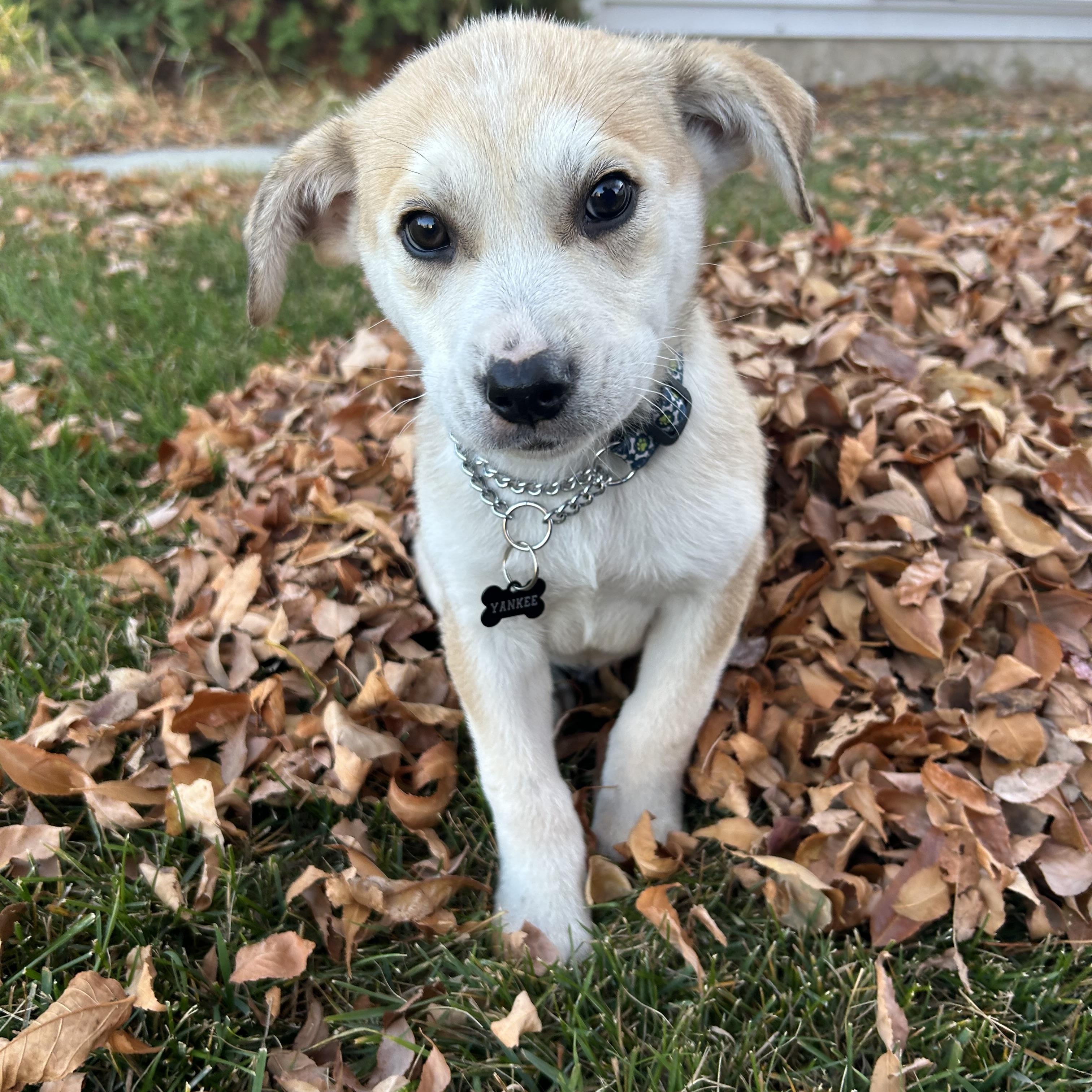 Yankee, an adoptable Mixed Breed in Saskatoon, SK, S7H 0W2 | Photo Image 1
