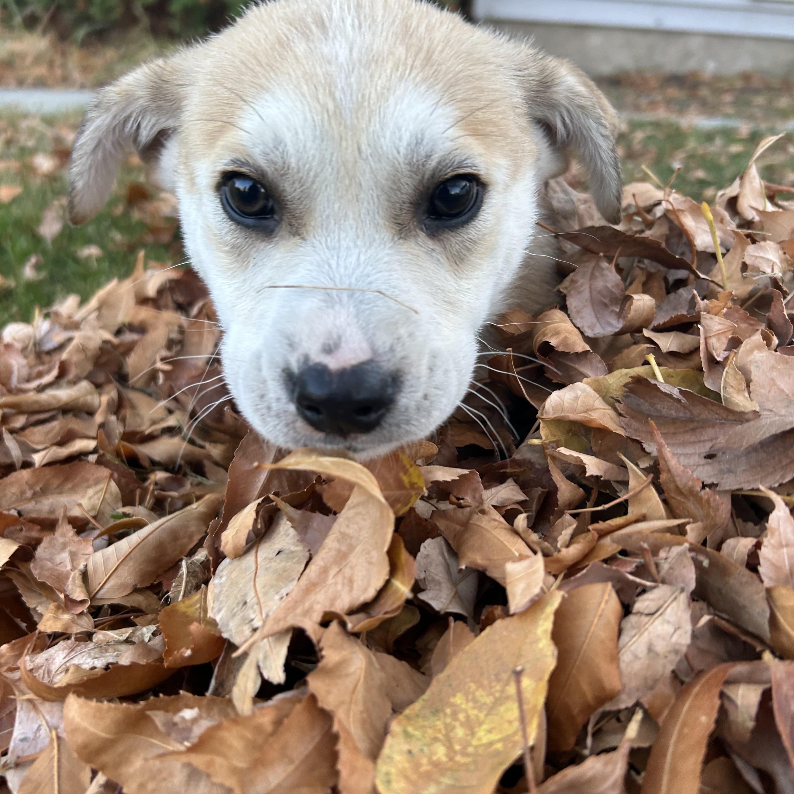 Yankee, an adoptable Mixed Breed in Saskatoon, SK, S7H 0W2 | Photo Image 4