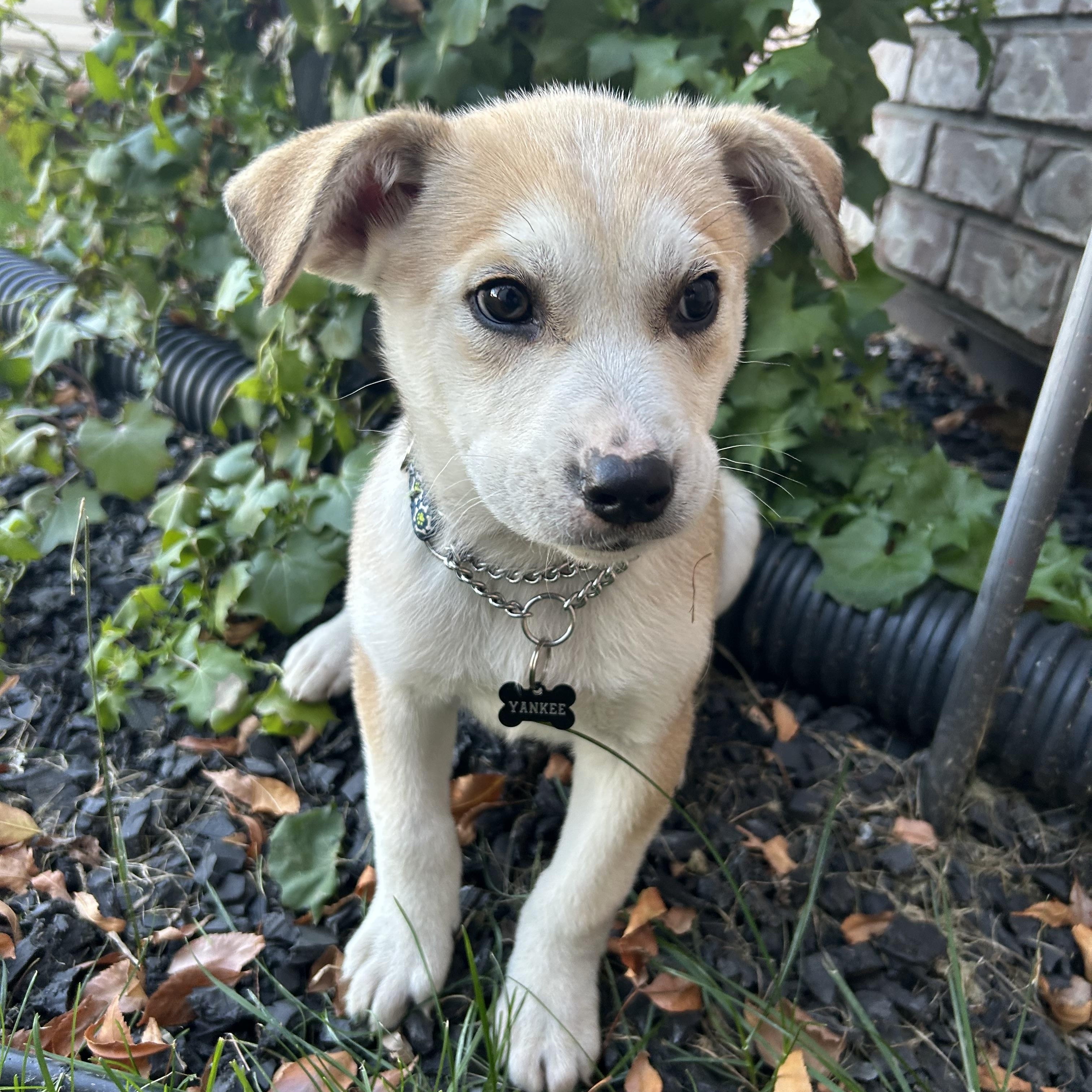 Yankee, an adoptable Mixed Breed in Saskatoon, SK, S7H 0W2 | Photo Image 5
