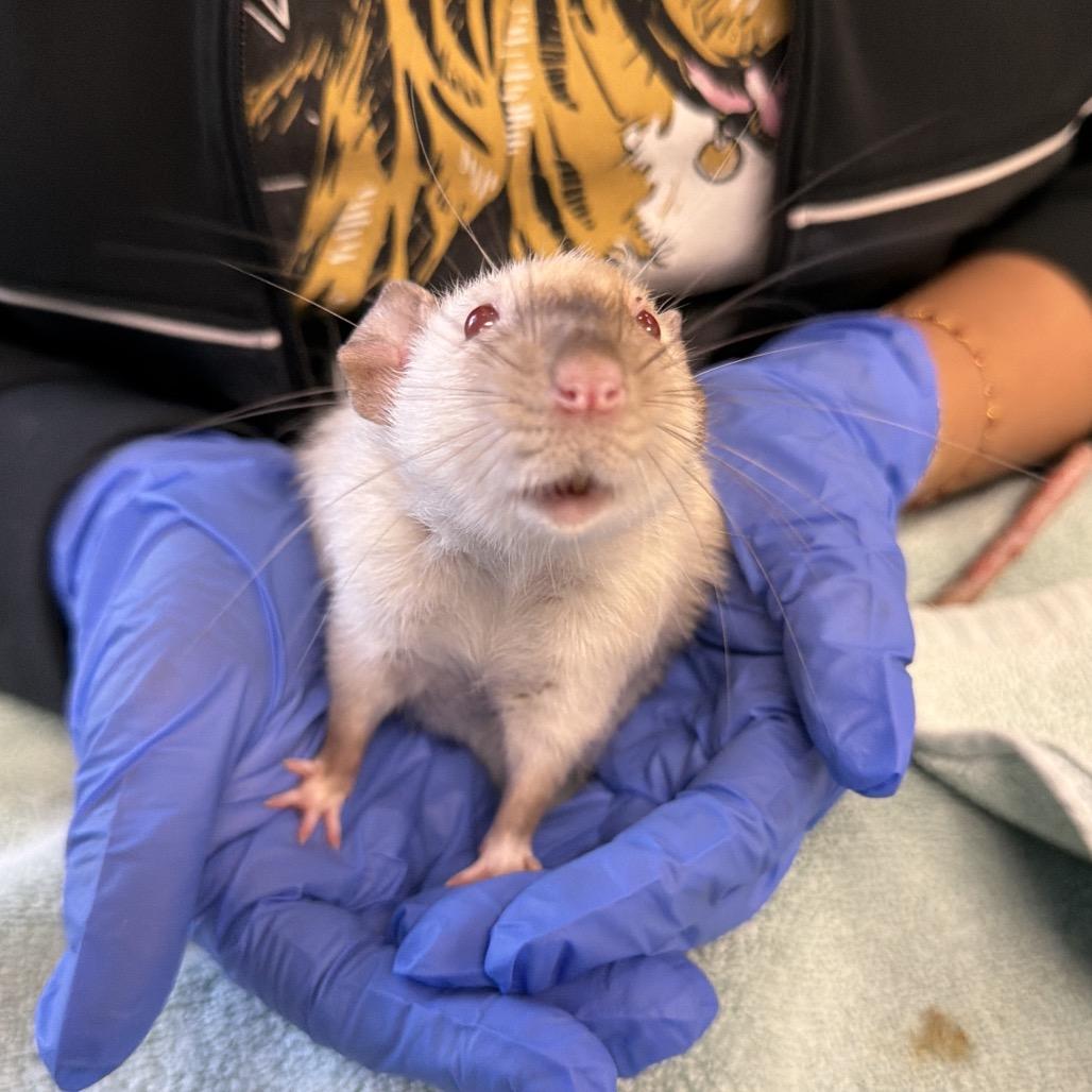 Enlarge Baby Spice, a Adoptable Rat in Pasadena, CA image 1/1