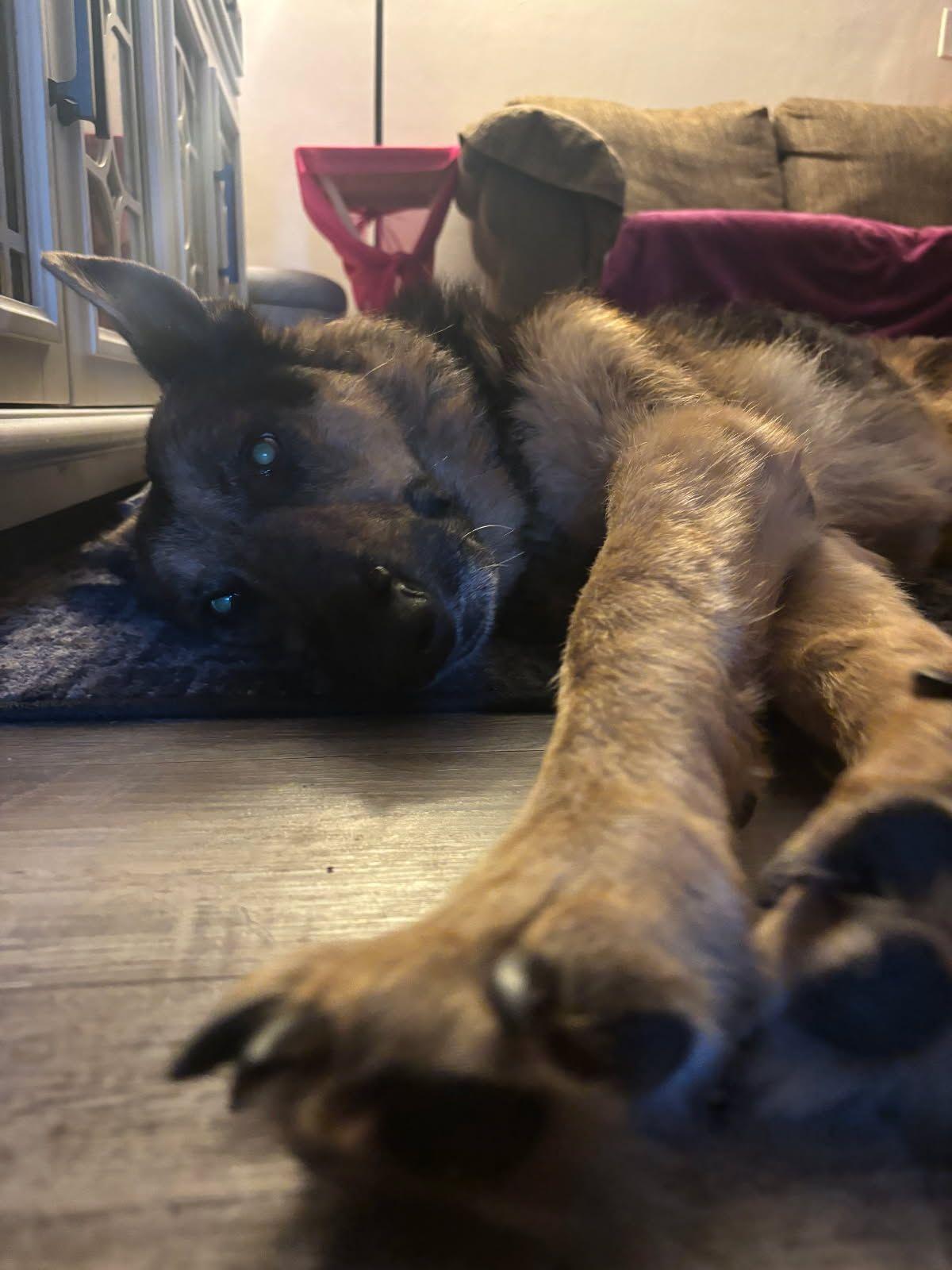 Max -Sweetheart GSD needs forever home! , a ADOPTABLE mixed breed in Virginia Beach, VA image 2/5