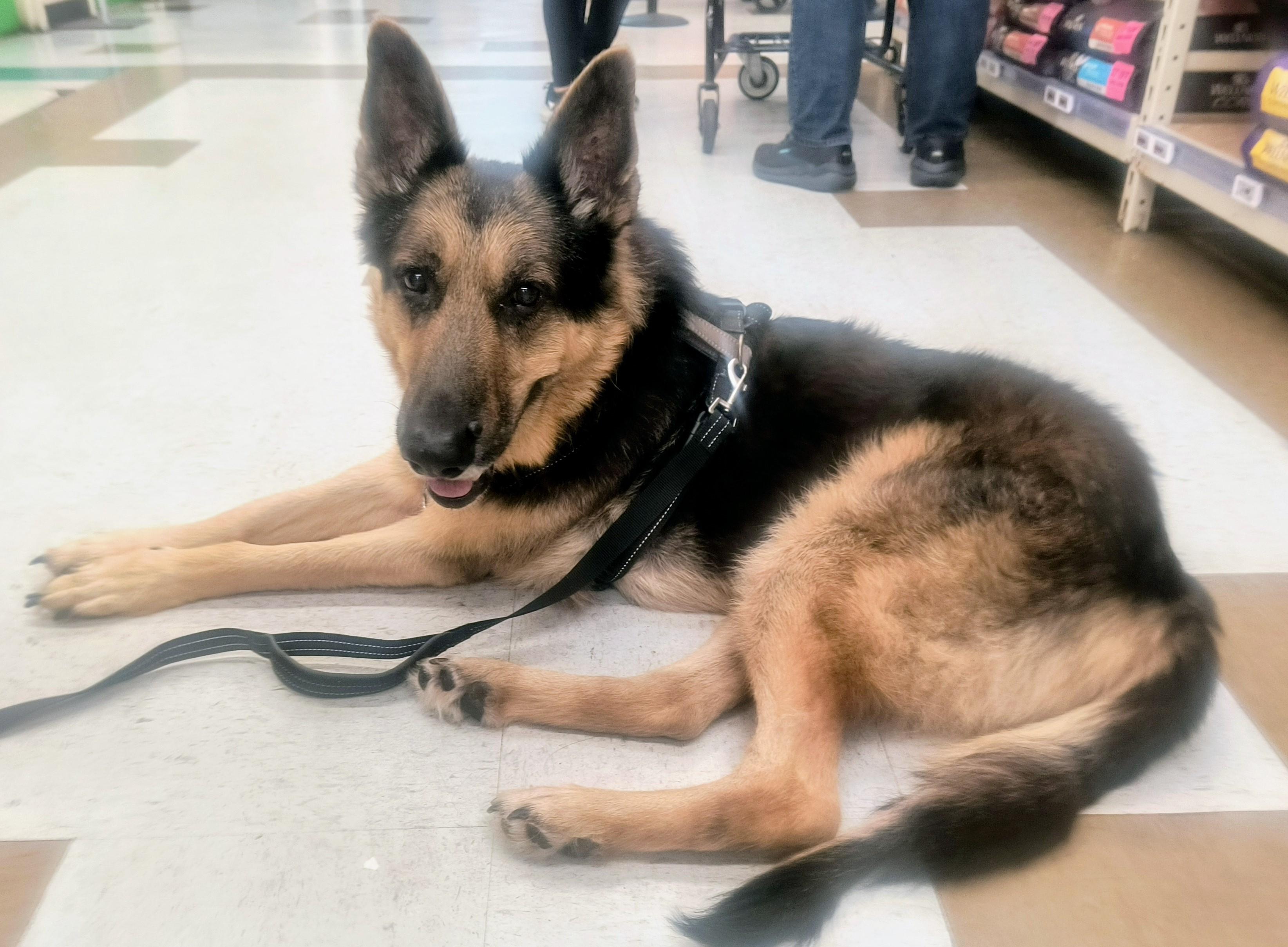 Max -Sweetheart GSD needs forever home! , ADOPTABLE, Senior Male German Shepherd Dog.