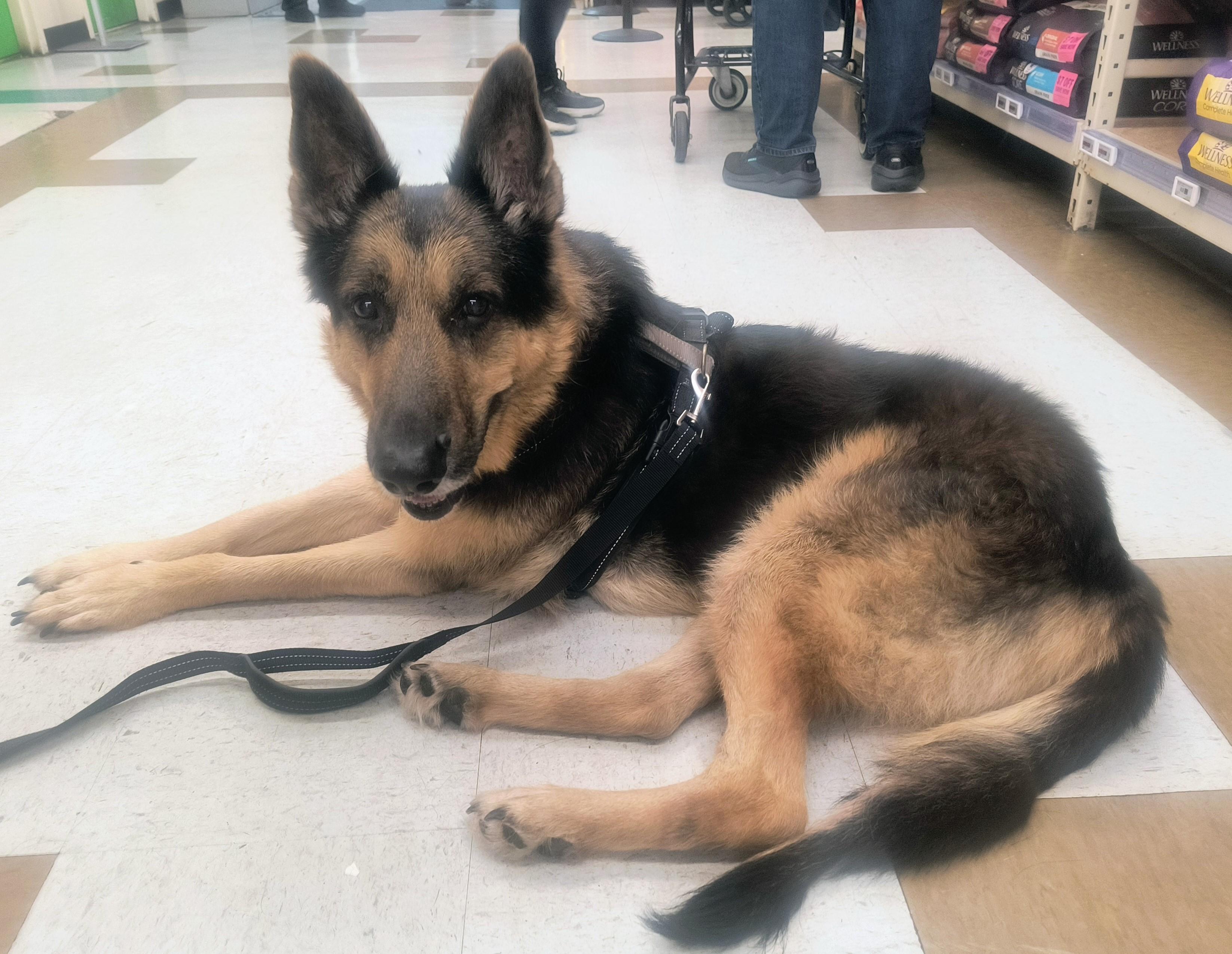 Max -Sweetheart GSD needs forever home! , a ADOPTABLE mixed breed in Virginia Beach, VA image 3/5
