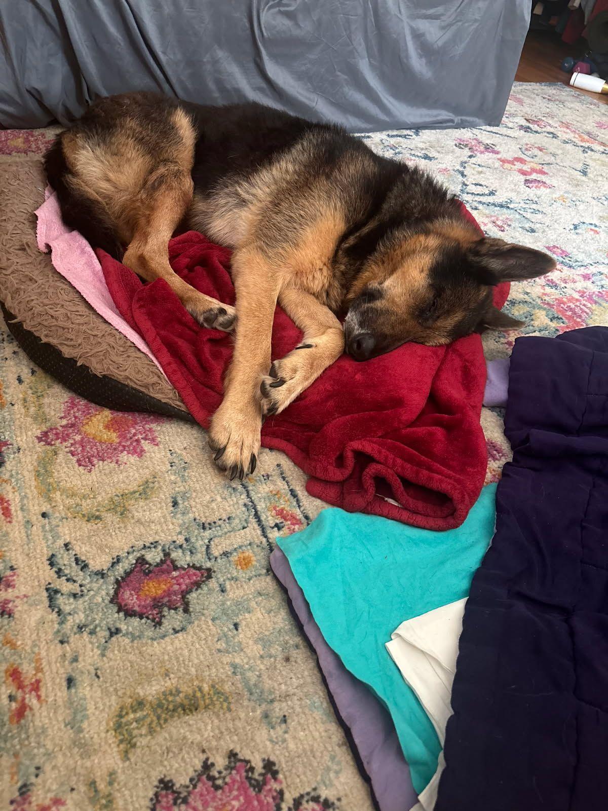 Max -Sweetheart GSD needs forever home! , a ADOPTABLE mixed breed in Virginia Beach, VA image 4/5