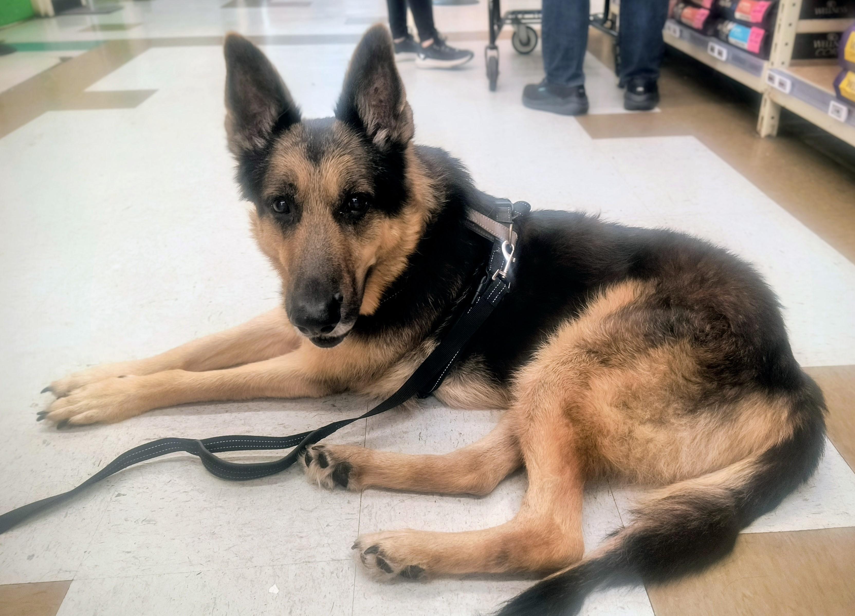 Max -Sweetheart GSD needs forever home! , a ADOPTABLE mixed breed in Virginia Beach, VA image 5/5