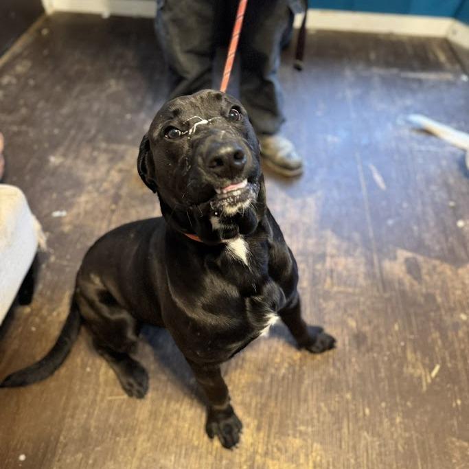 Coal 111001, Adoptable, Young Male Cane Corso & Black Labrador Retriever.