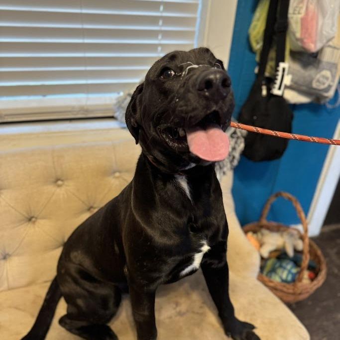 Enlarge Coal 111001, a Adoptable mixed breed in Amory, MS image 2/4