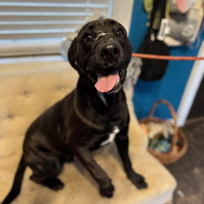 Enlarge Coal 111001, a Adoptable mixed breed in Amory, MS image 3/4