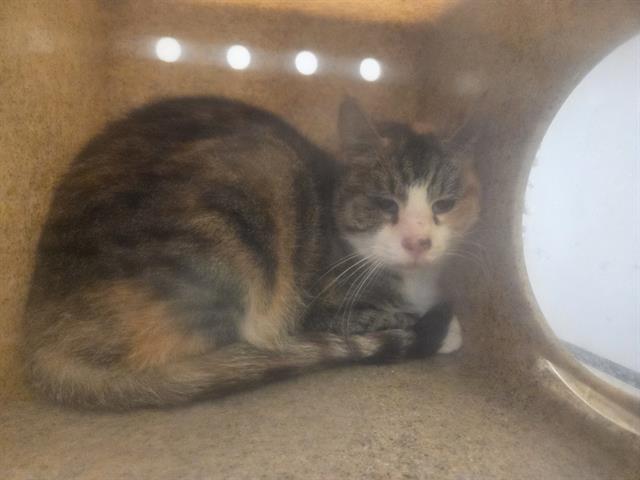 Enlarge SYLVIA, a Adoptable Domestic Short Hair in Kent, WA image 1/1