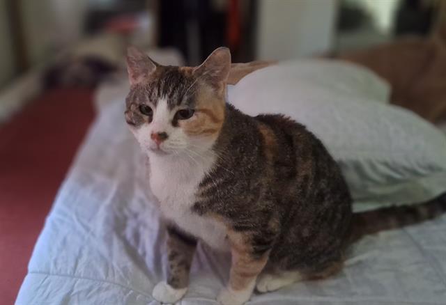 Enlarge SYLVIA, a Adoptable Domestic Short Hair in Kent, WA image 1/1