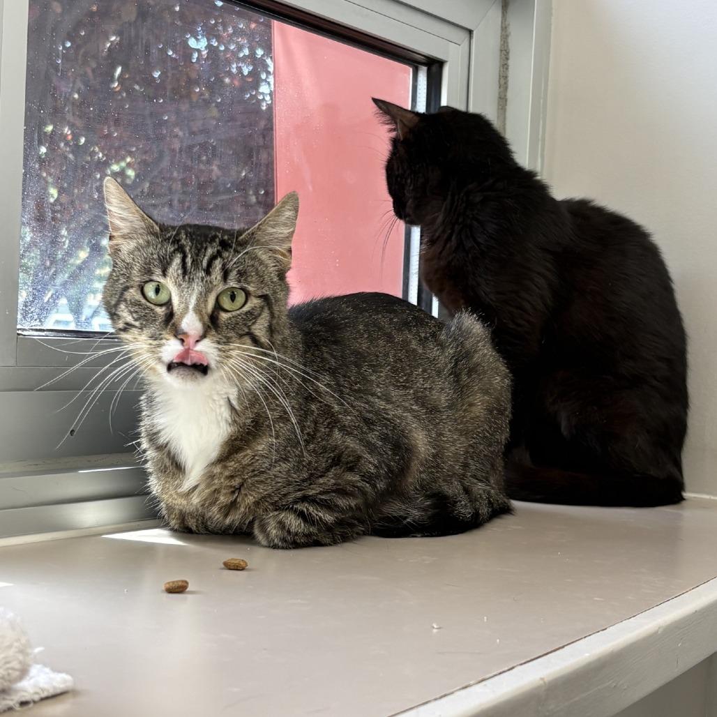 Onyx, a Adoptable Domestic Short Hair in Murray, UT image 1/3