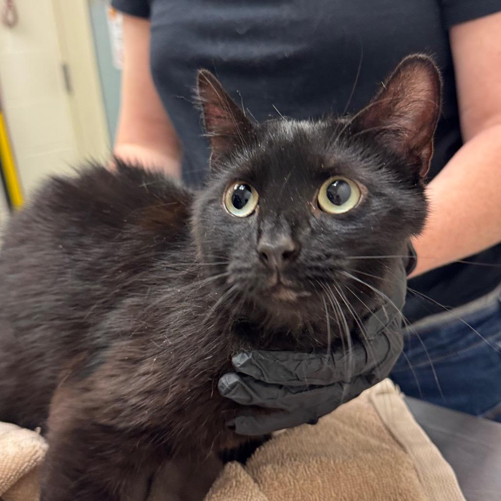 Onyx, a Adoptable Domestic Short Hair in Murray, UT image 2/3