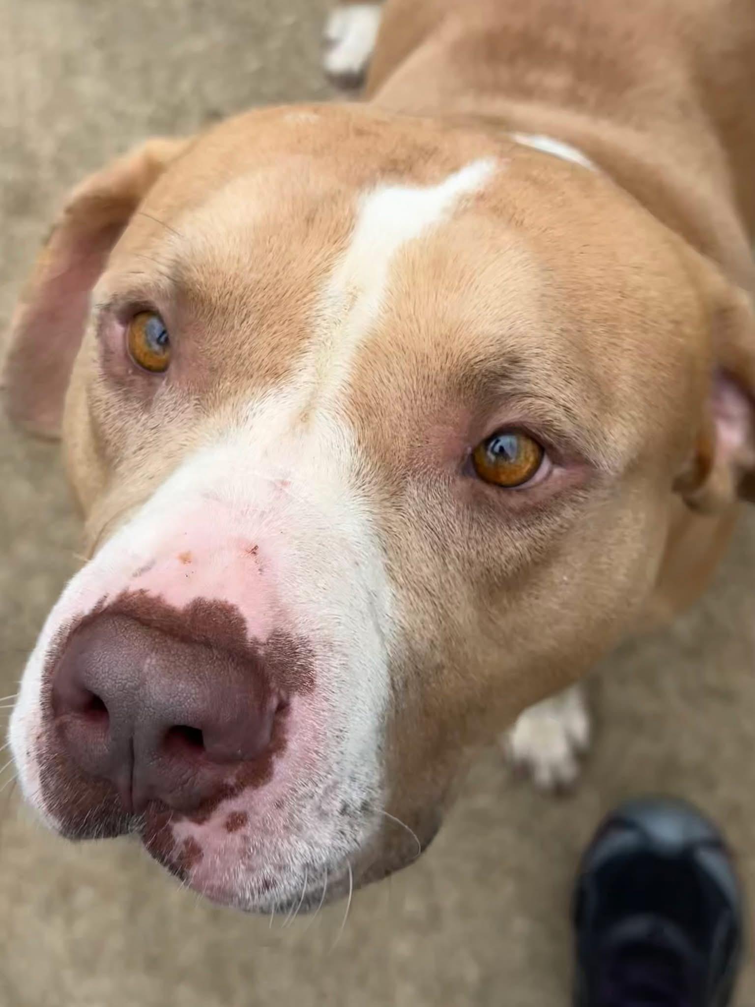 Enlarge Freeport, an adopted Pit Bull Terrier in Chicago, IL image 4/5