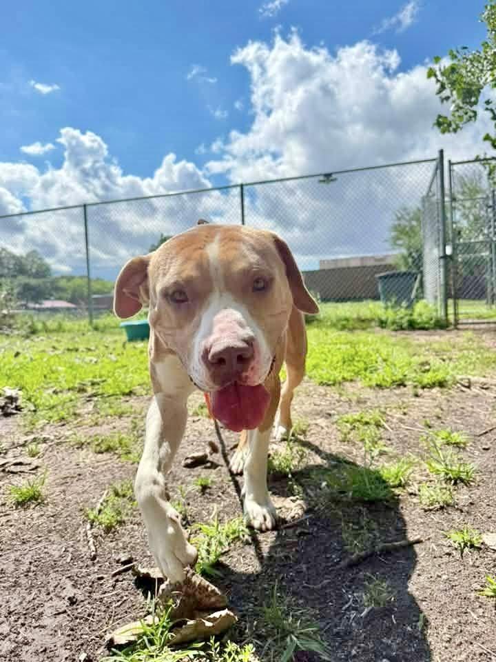 Enlarge Freeport, an adopted Pit Bull Terrier in Chicago, IL image 3/5