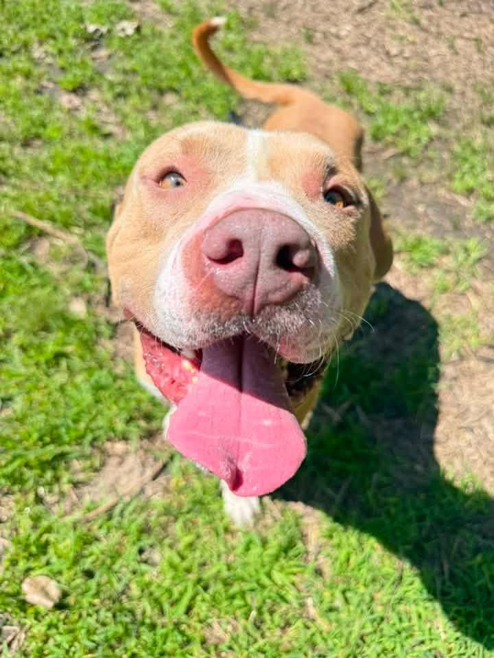 Freeport, adopted, Adult Male Pit Bull Terrier.