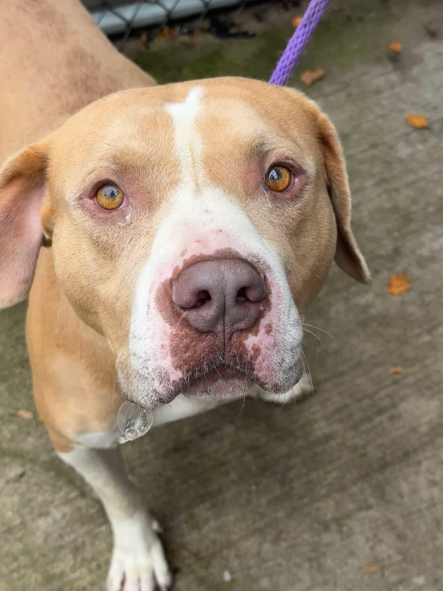 Enlarge Freeport, an adopted Pit Bull Terrier in Chicago, IL image 2/5