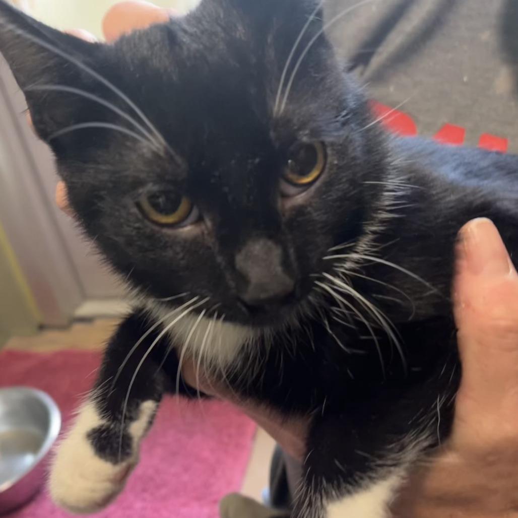 POPPINS, Adoptable, Young Female Domestic Short Hair & Domestic Short Hair.