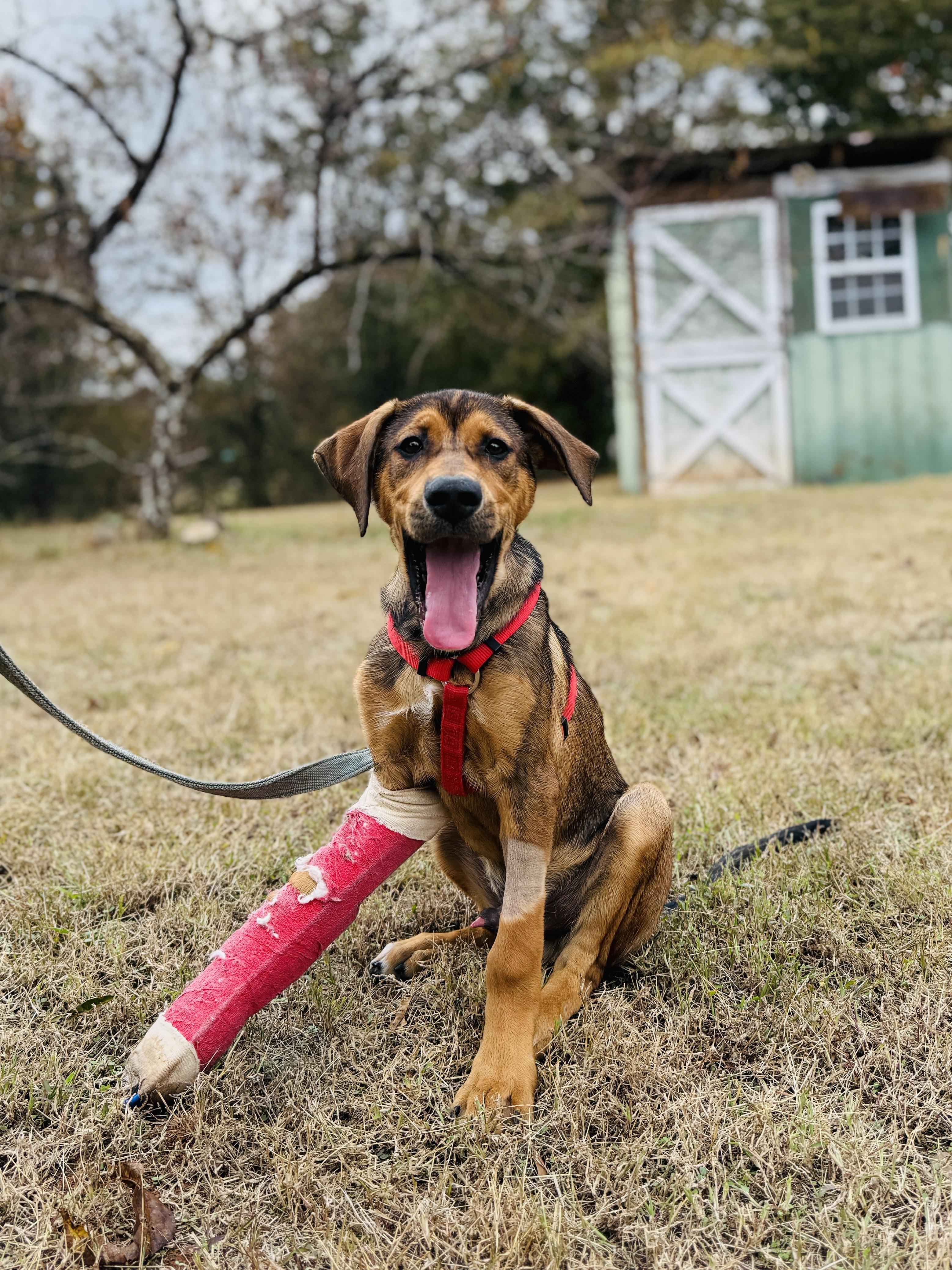 Enlarge Roger 396, a Adoptable mixed breed in Winder, GA image 1/1