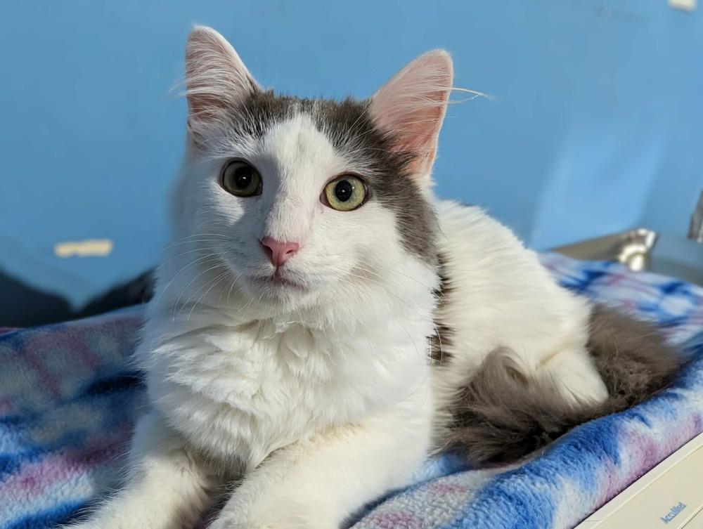 Winter, Adoptable, Kitten Male Domestic Medium Hair.