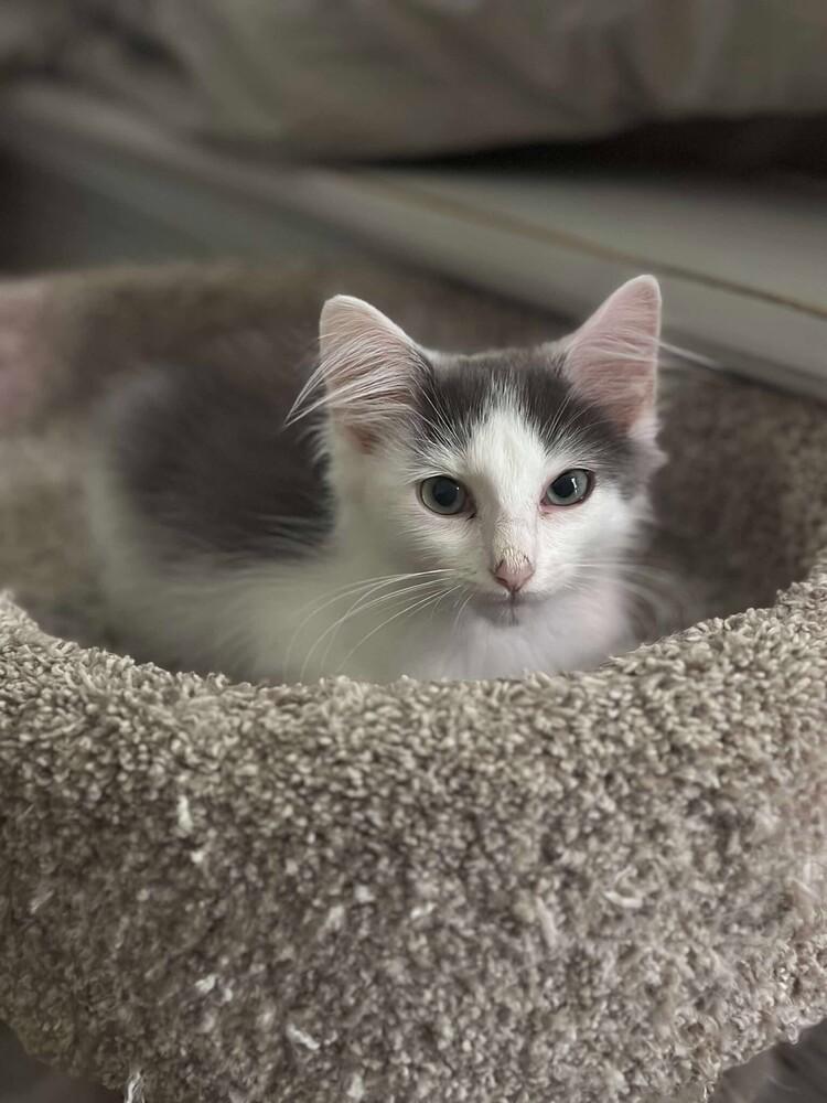 Enlarge Winter, a Adoptable Domestic Medium Hair in WARNER ROBINS, GA image 2/2