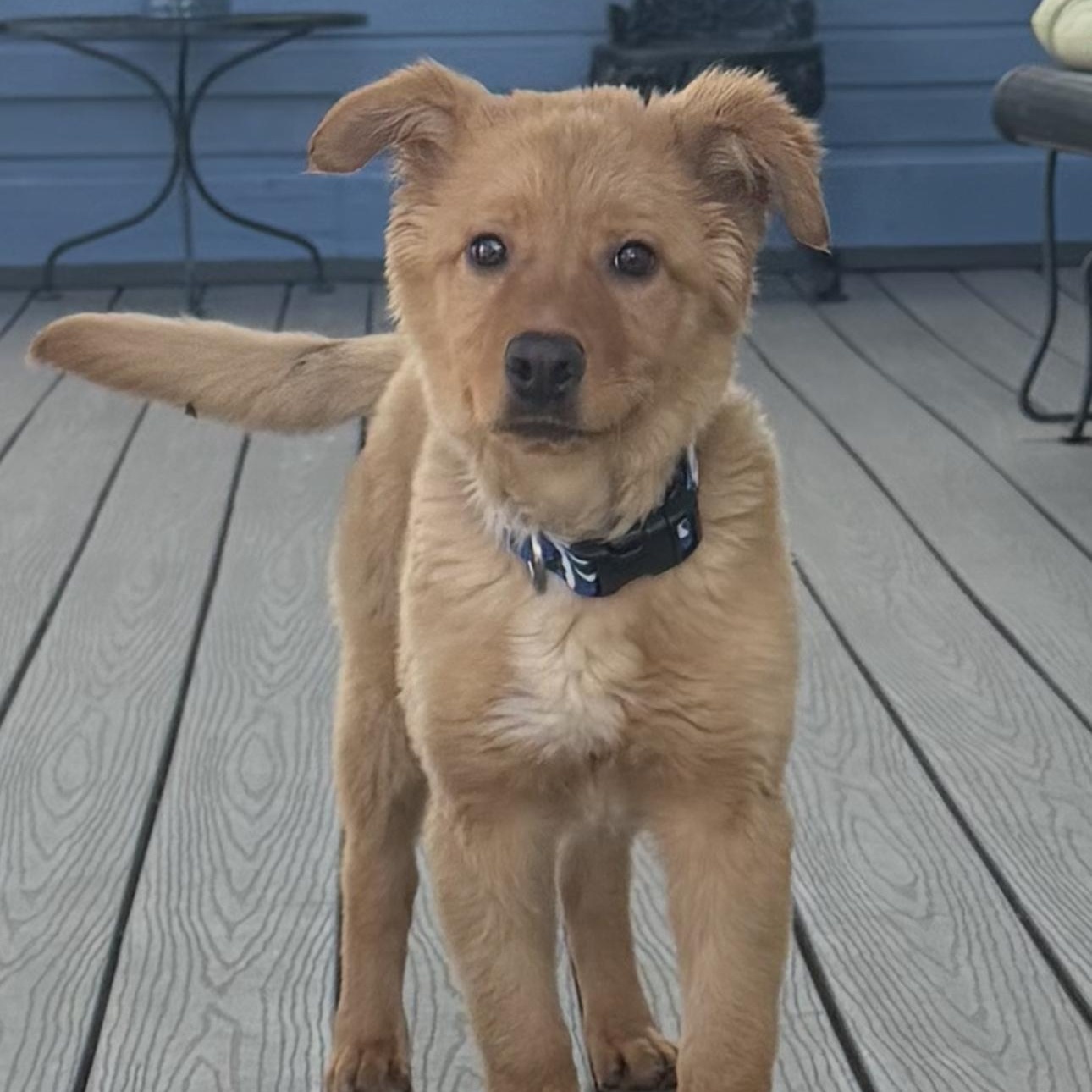 Enlarge Waffles, an adopted mixed breed in Louisburg, KS image 2/4