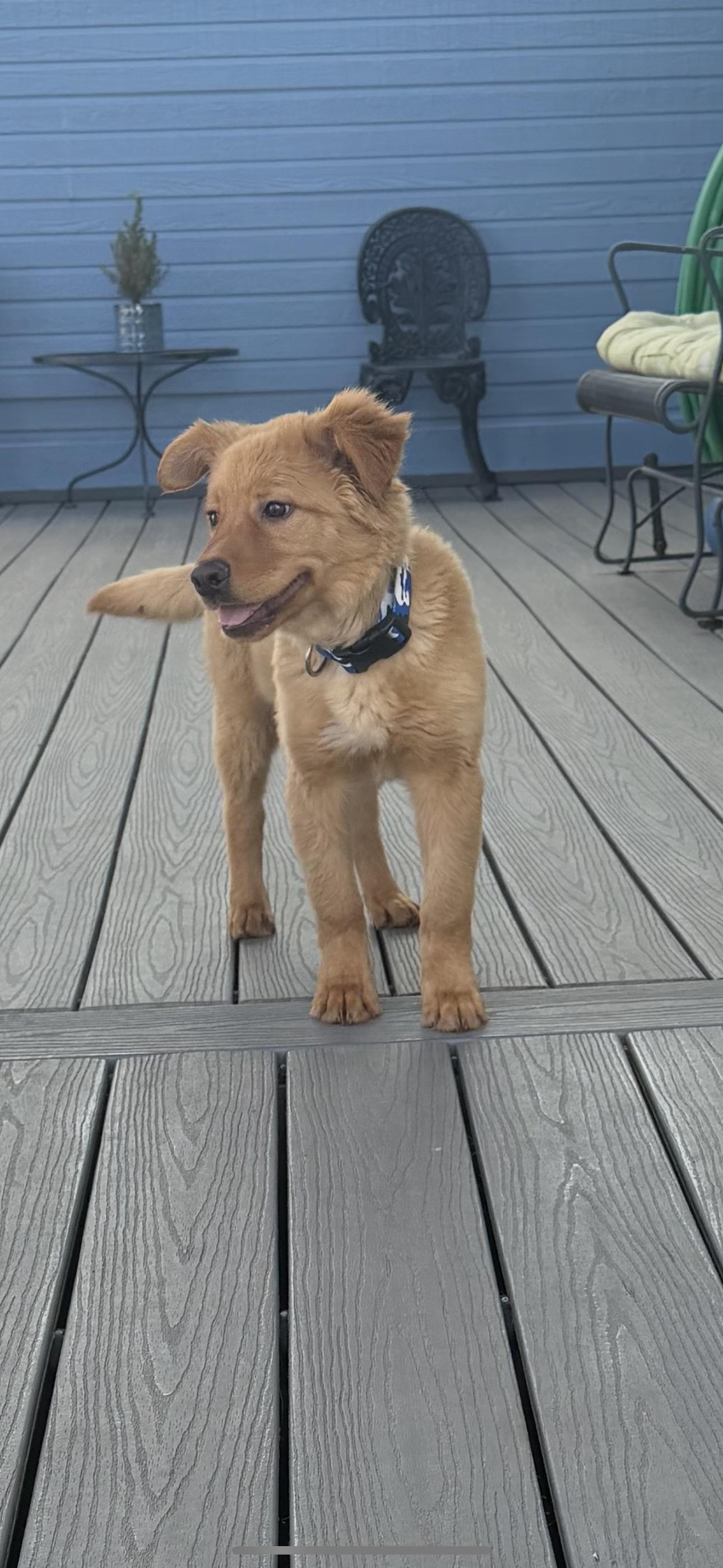 Enlarge Waffles, an adopted mixed breed in Louisburg, KS image 3/4