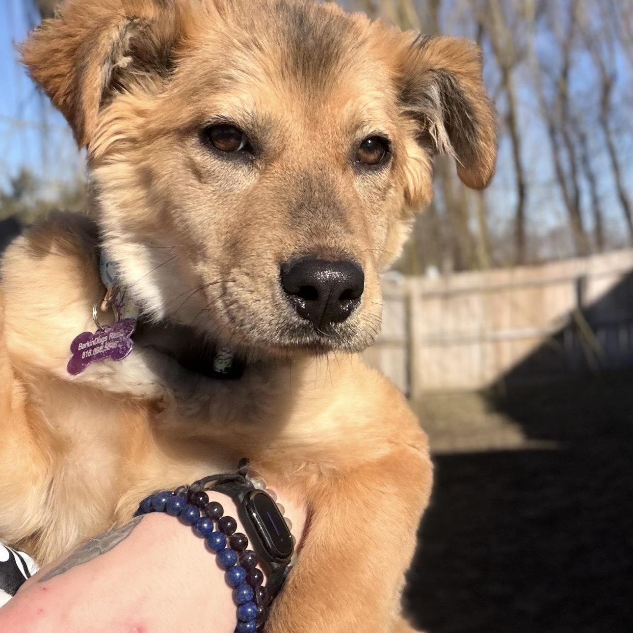 Enlarge Waffles, an adopted mixed breed in Louisburg, KS image 4/4