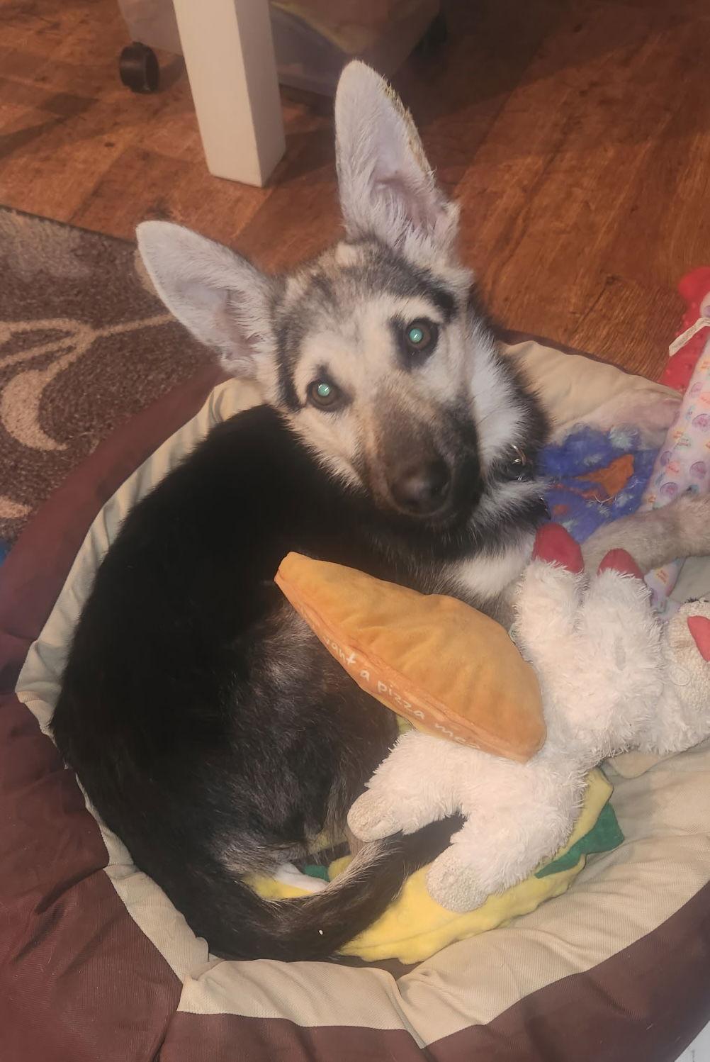Enlarge Glitter, a Adoptable German Shepherd Dog in Baltimore, MD image 2/2