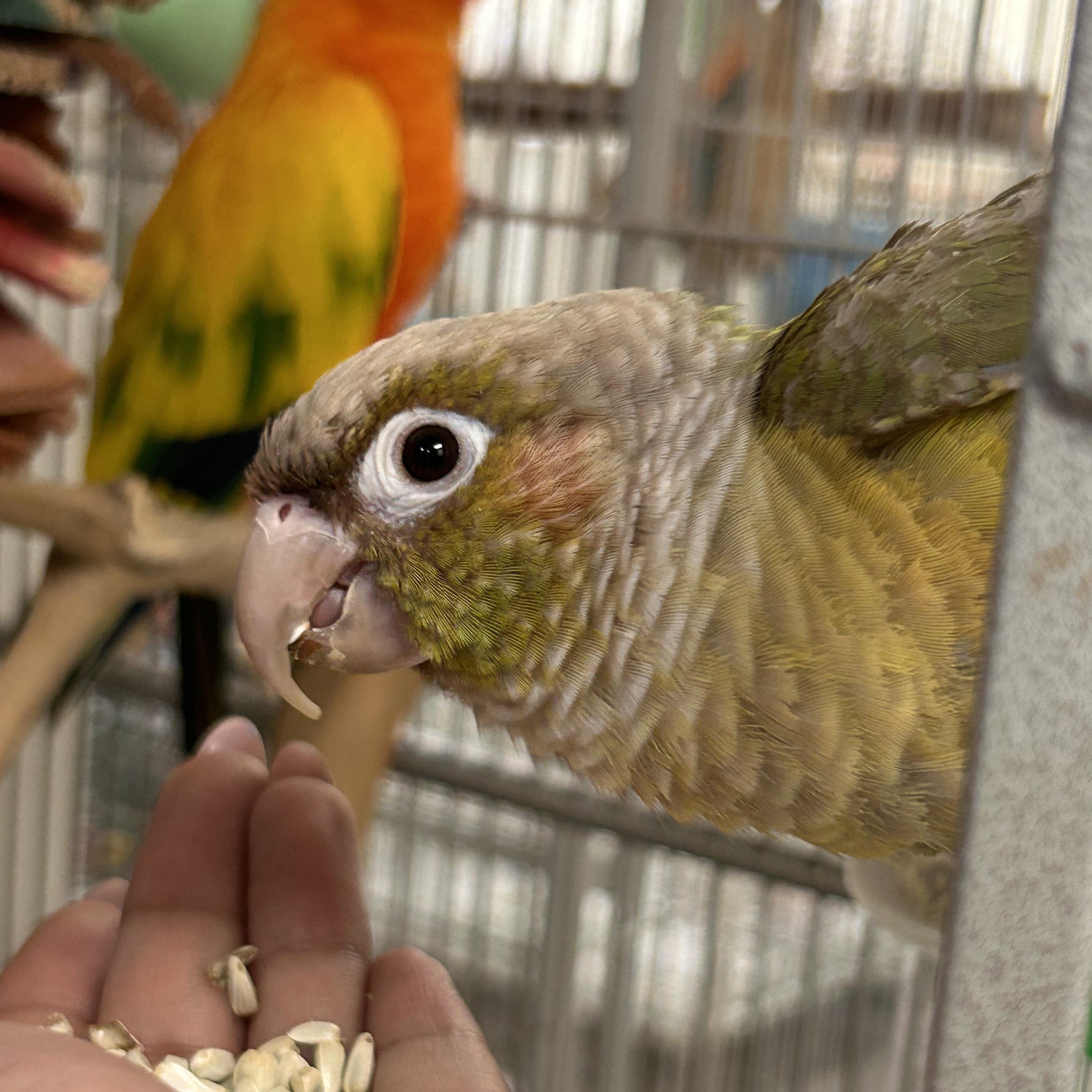 Enlarge Charlie and Bernie, a Adoptable Conure in Cape Elizabeth, ME image 2/3