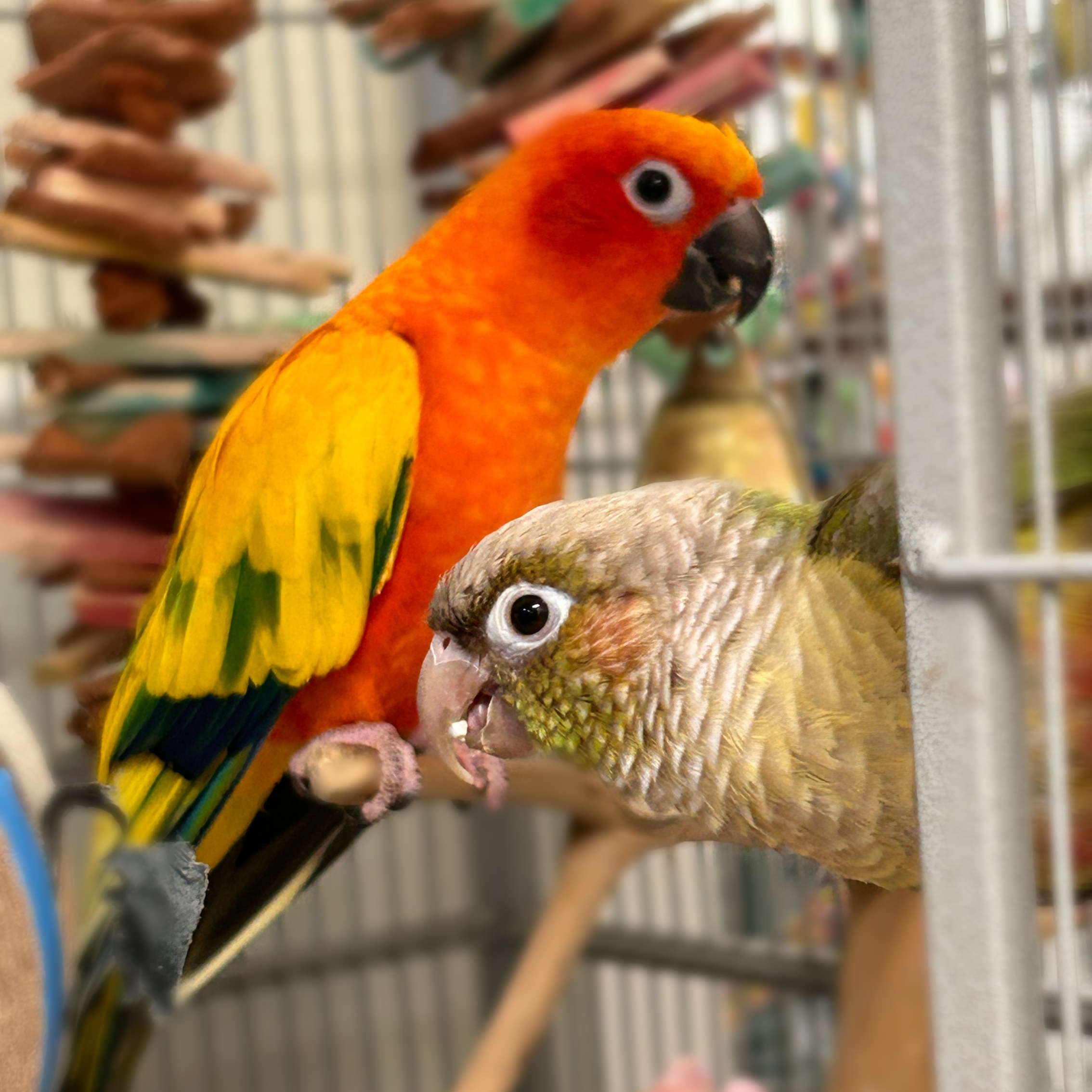 Enlarge Charlie and Bernie, a Adoptable Conure in Cape Elizabeth, ME image 1/3