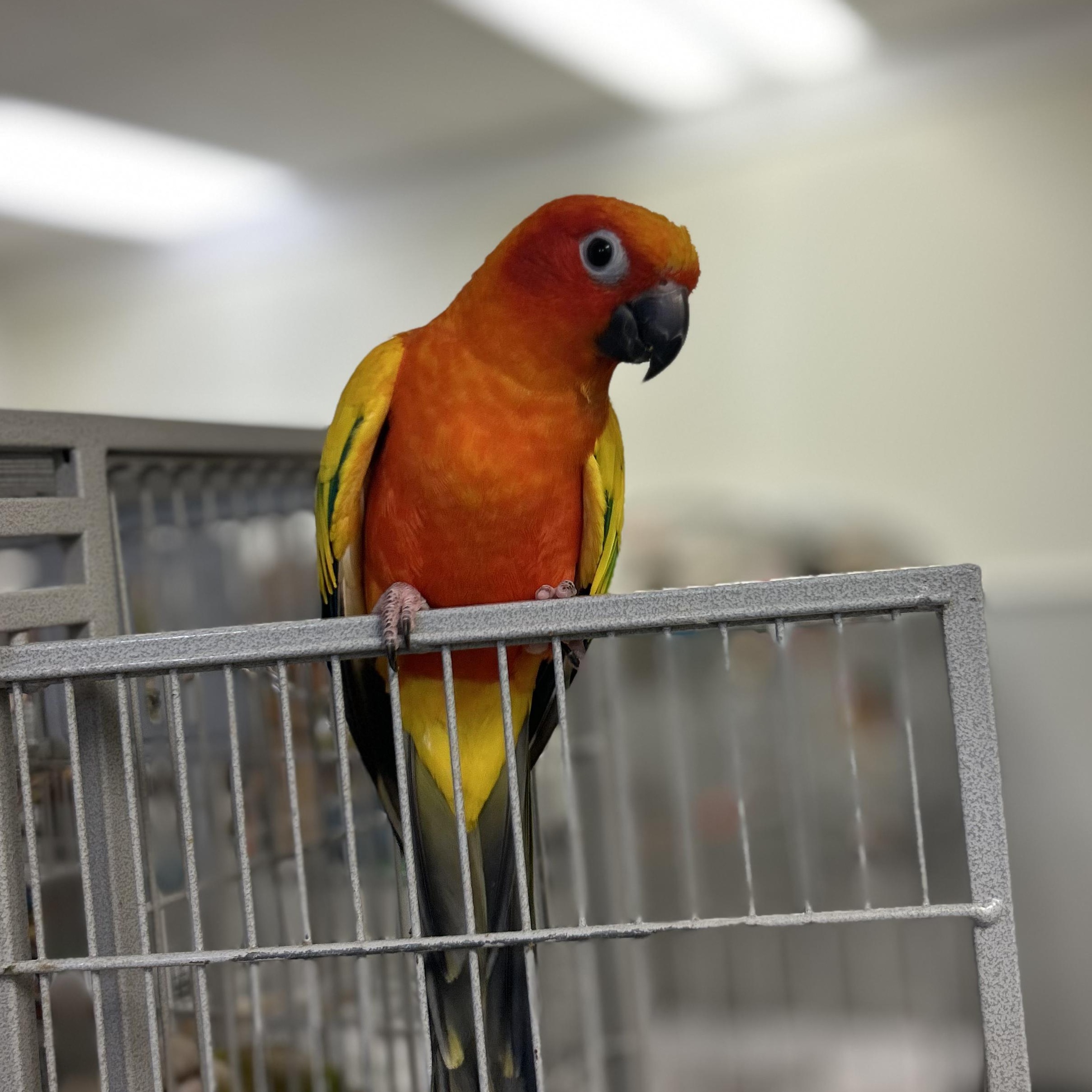 Enlarge Charlie and Bernie, a Adoptable Conure in Cape Elizabeth, ME image 3/3