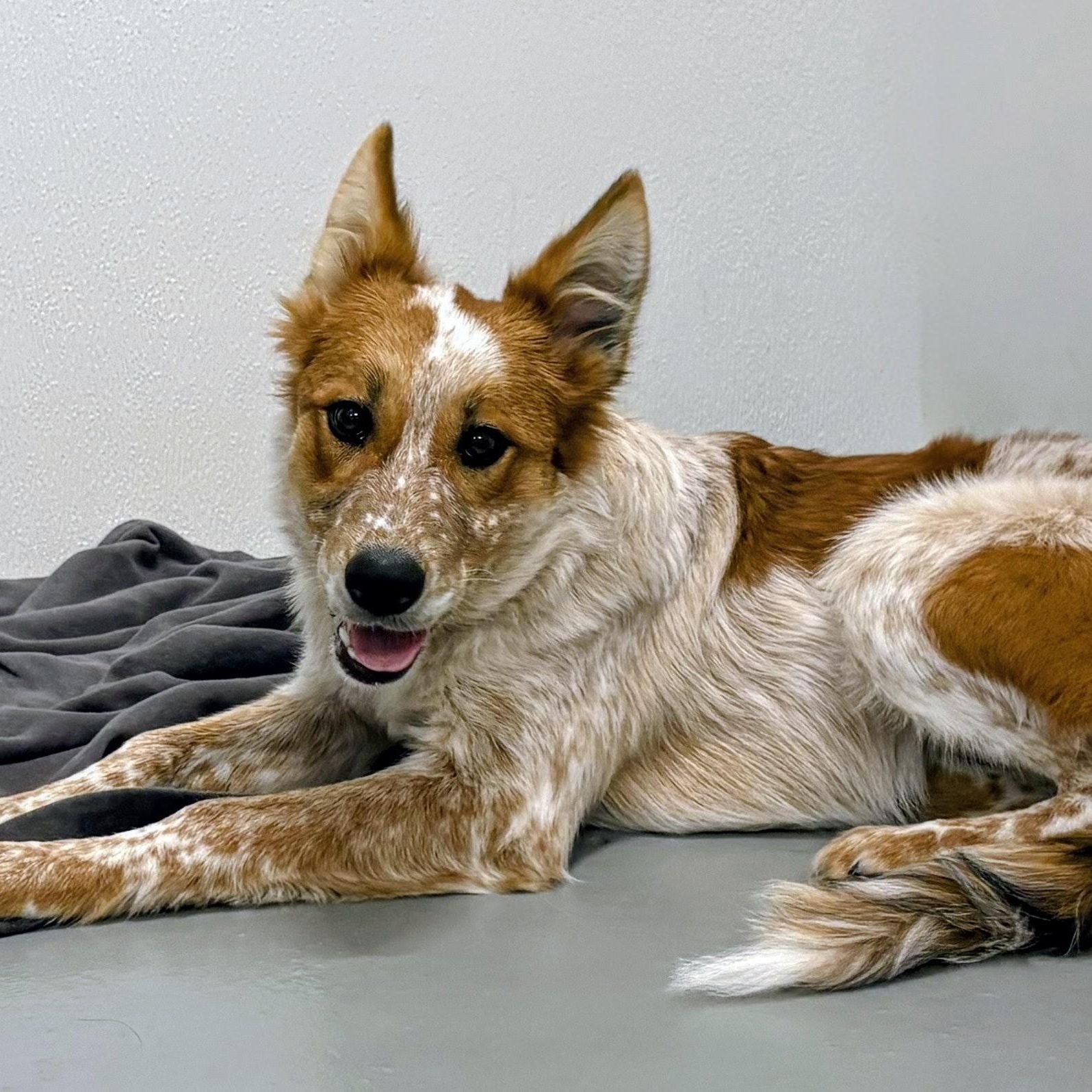 Mia, an adopted mixed breed in Aurora, NE image 3/4
