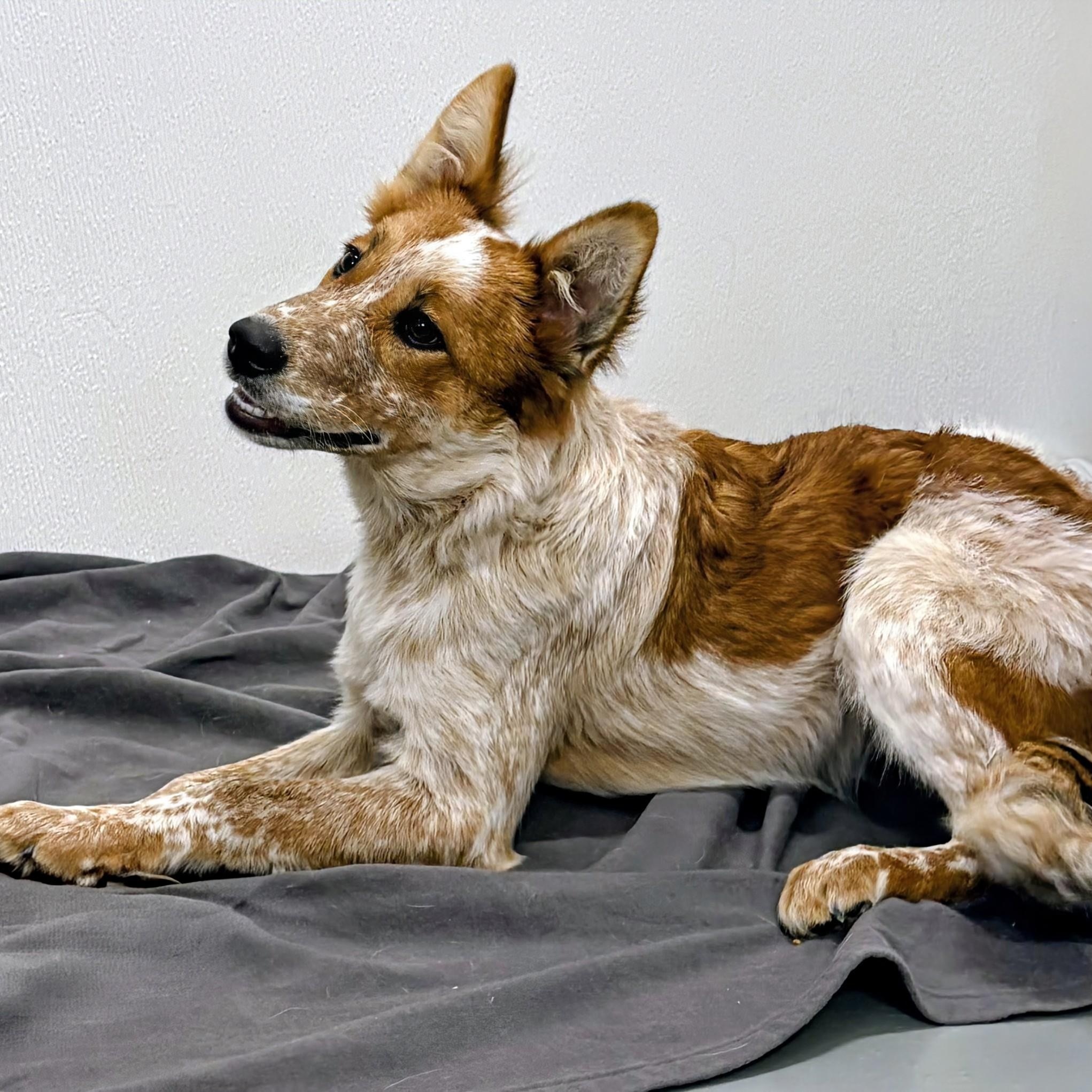 Mia, an adopted mixed breed in Aurora, NE image 4/4