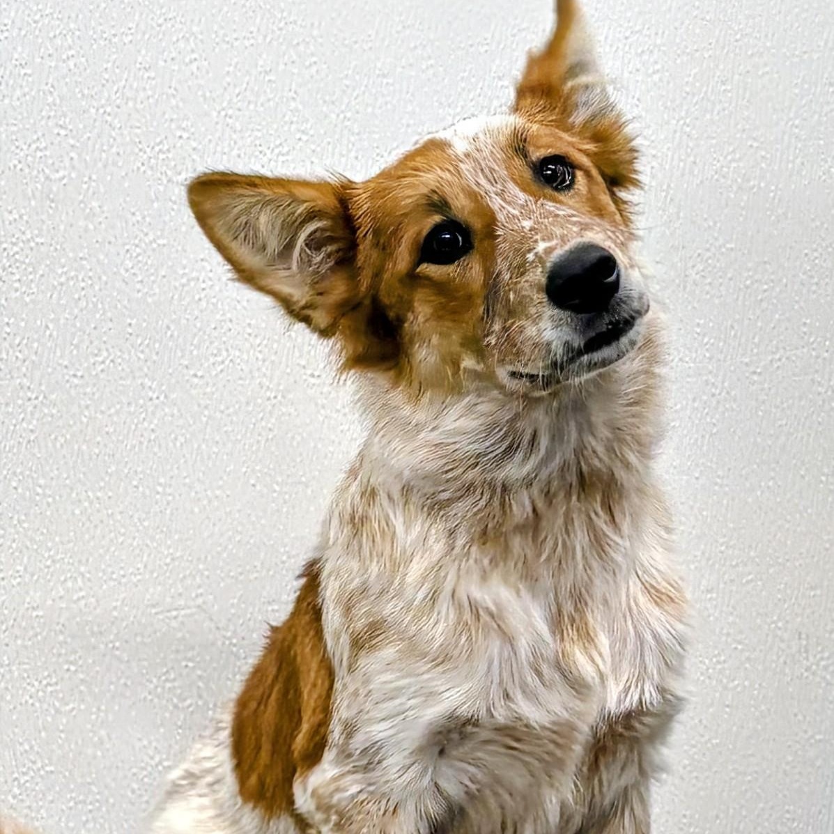 Mia, an adopted mixed breed in Aurora, NE image 2/4