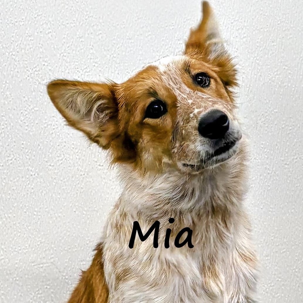 Mia, adopted, Young Female Australian Shepherd & Australian Cattle Dog / Blue Heeler.