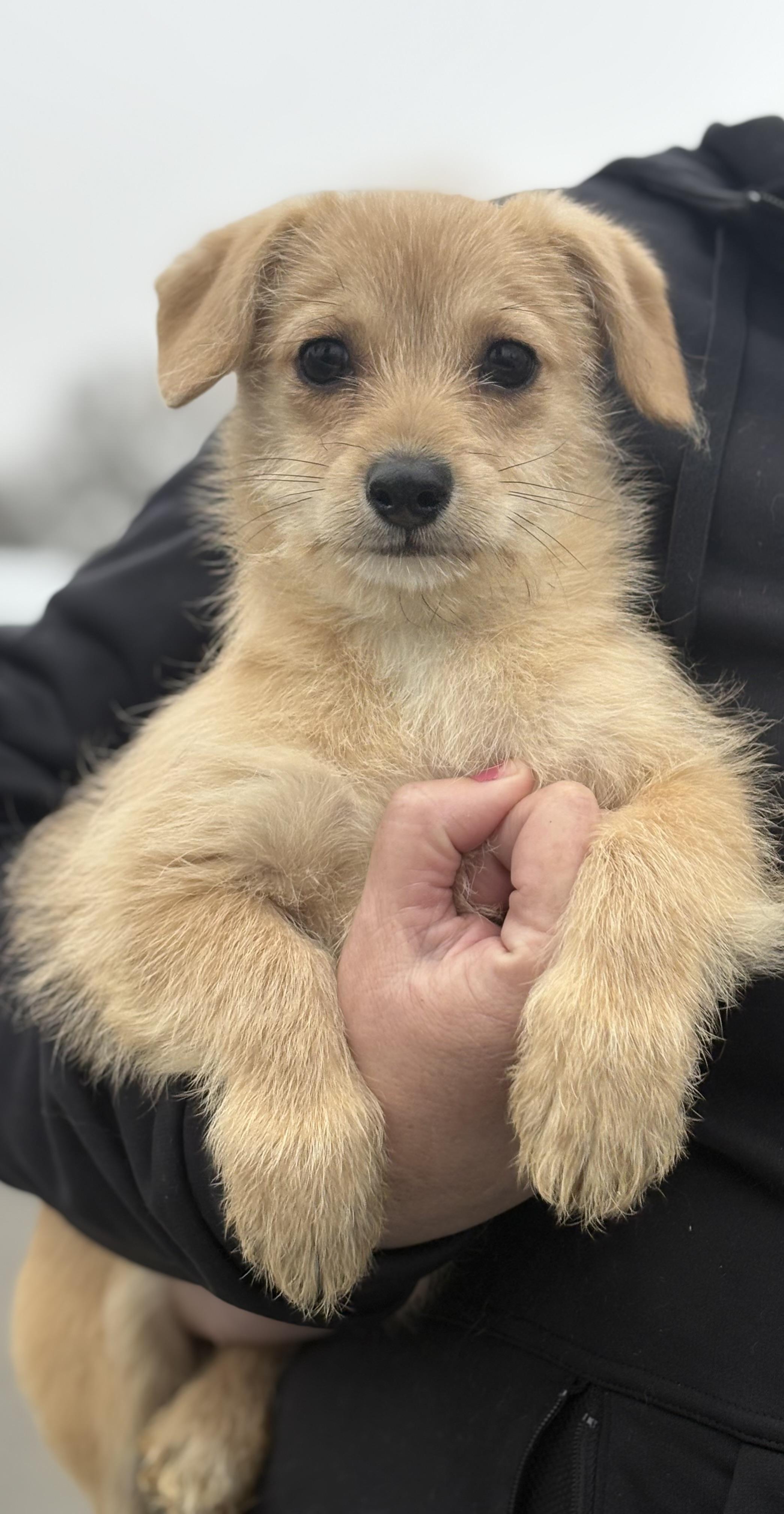 Milly, ADOPTABLE, Puppy Female Terrier & Shih Tzu.