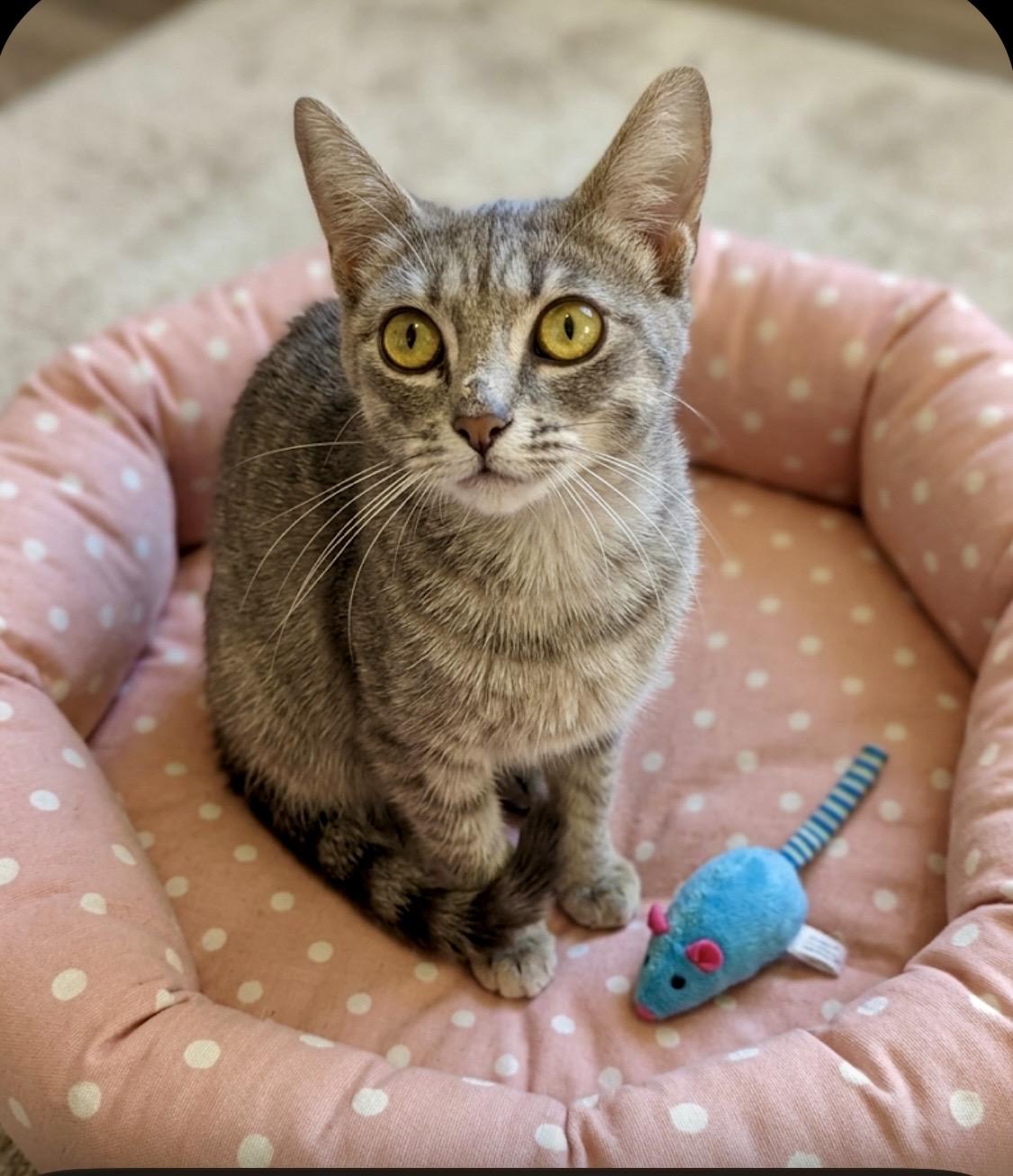 Lily, Adoptable, Adult Female American Shorthair.