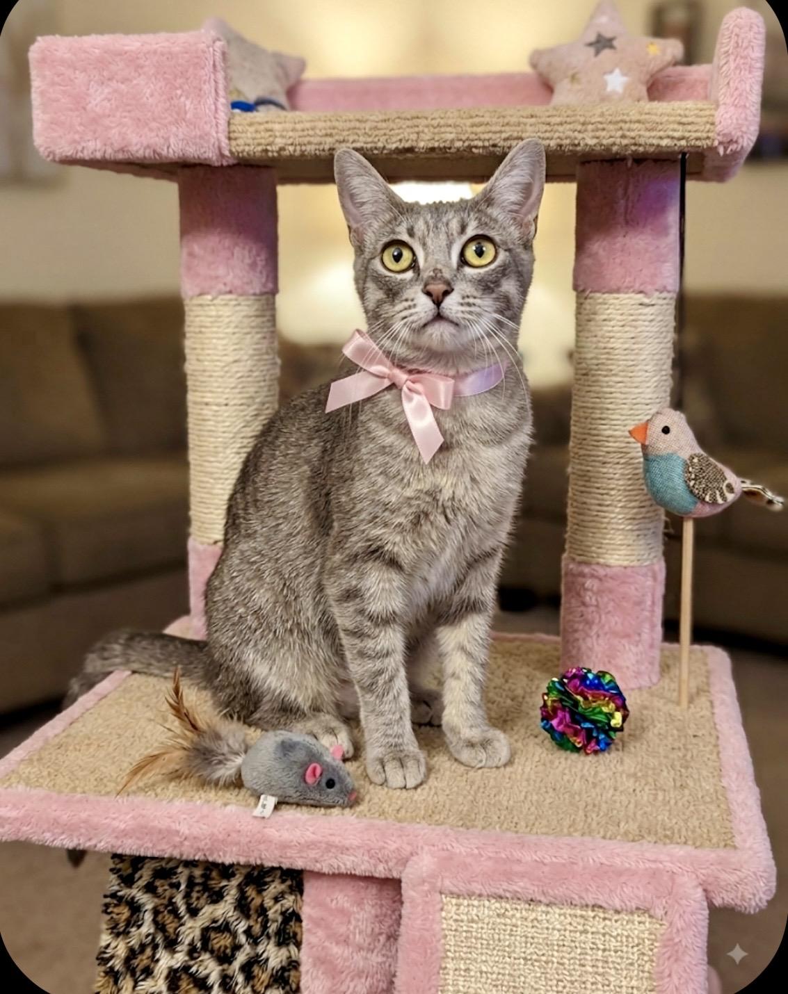 Enlarge Lily, a Adoptable mixed breed in St. Clair Shores, MI image 2/4