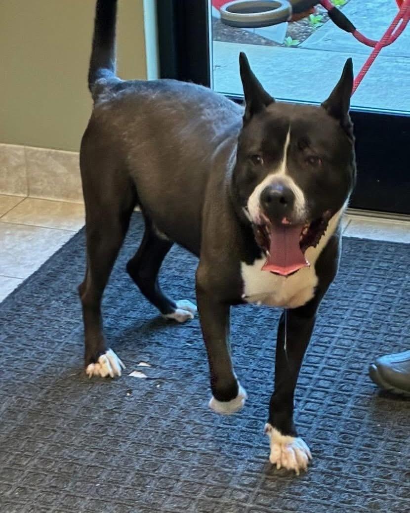 Titus, a ADOPTABLE mixed breed in Attleboro, MA image 2/2