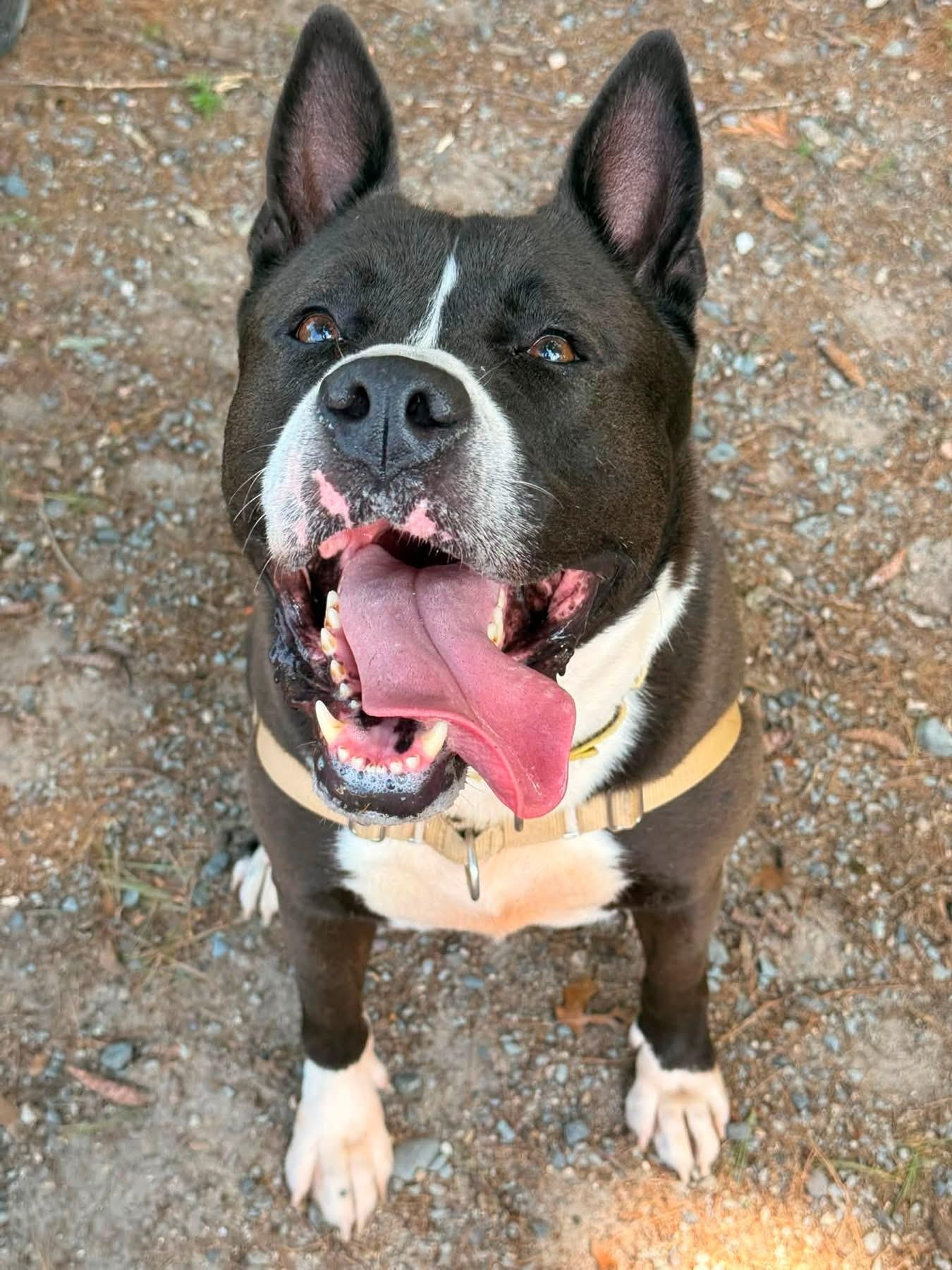 Titus, ADOPTABLE, Young Male Akita.