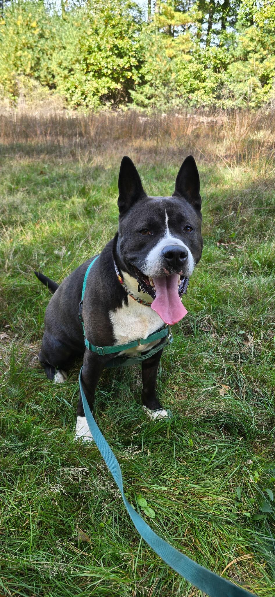 Titus, Adoptable, Young Male Akita.