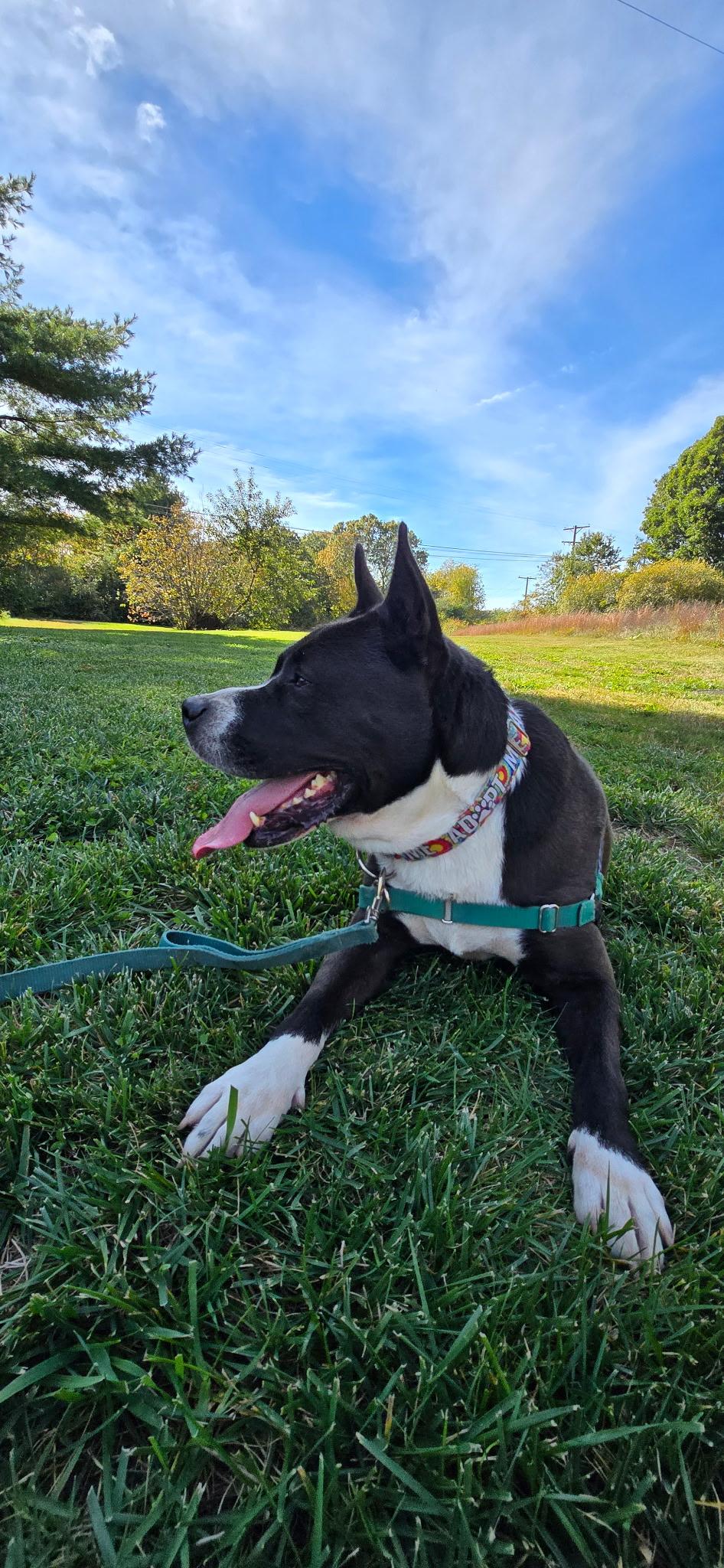 Enlarge Titus, a Adoptable mixed breed in Attleboro, MA image 4/4